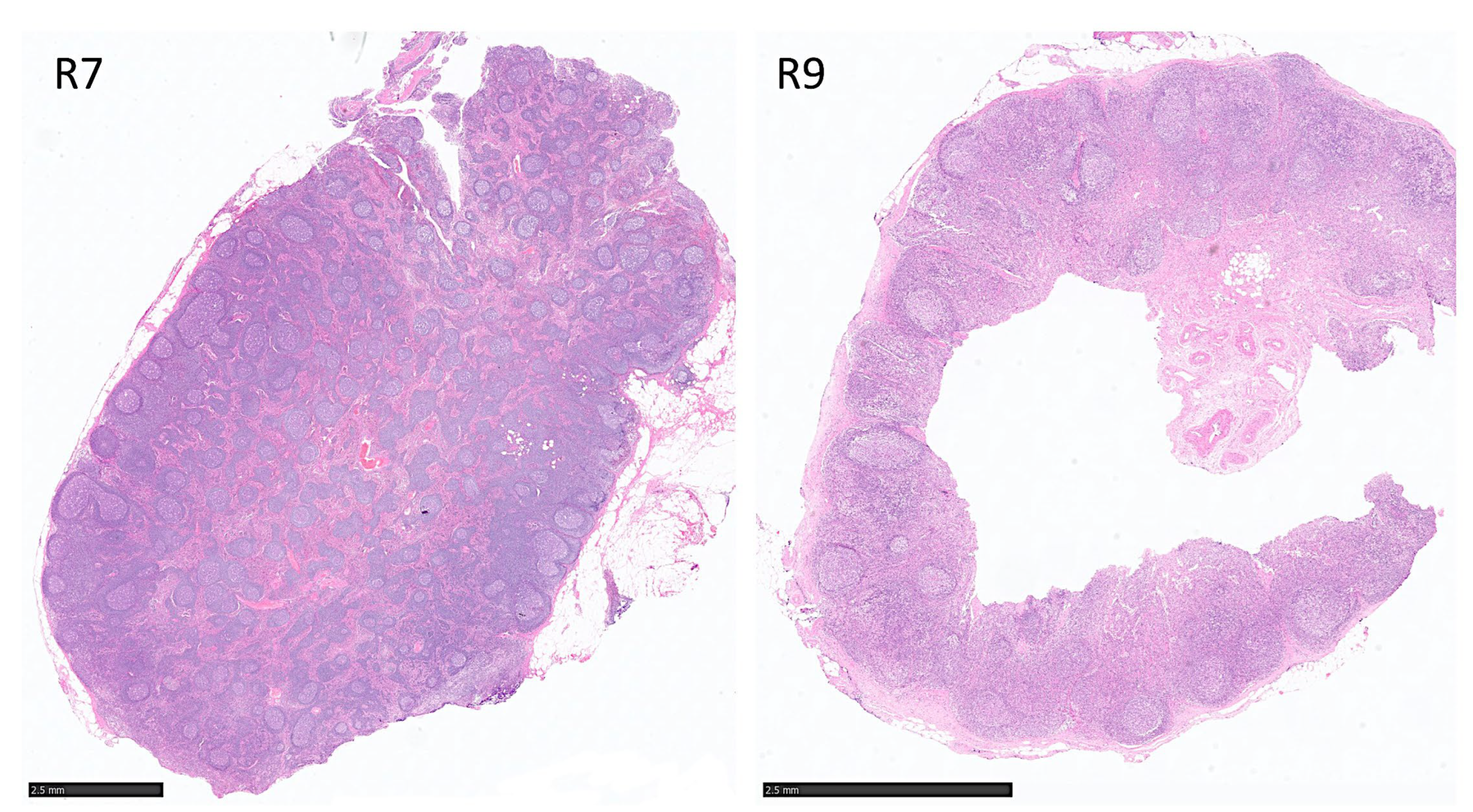 Cancers 17 02428 g016