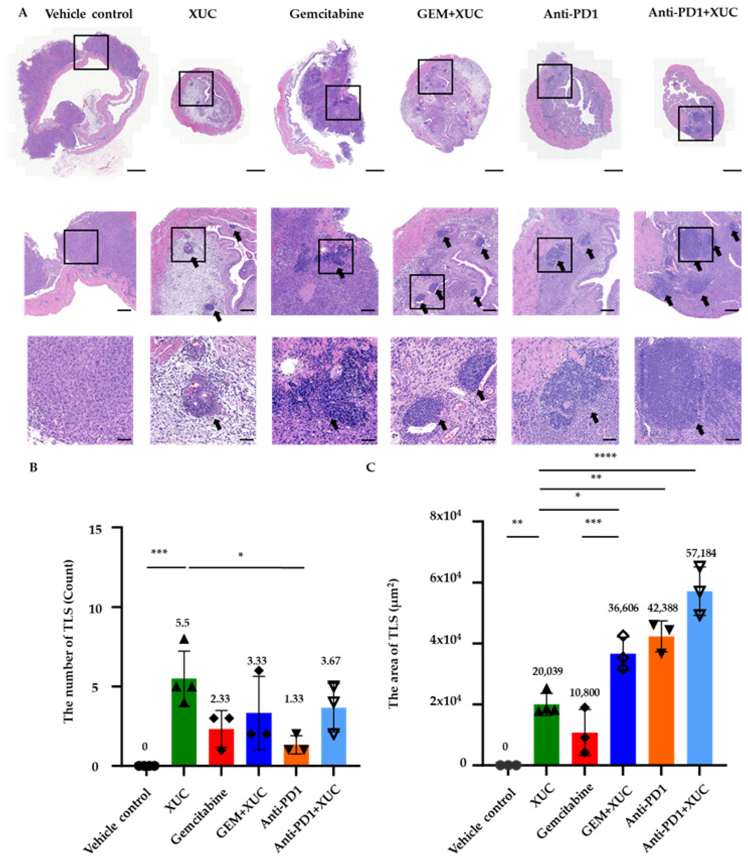 Cancers 17 02448 g003