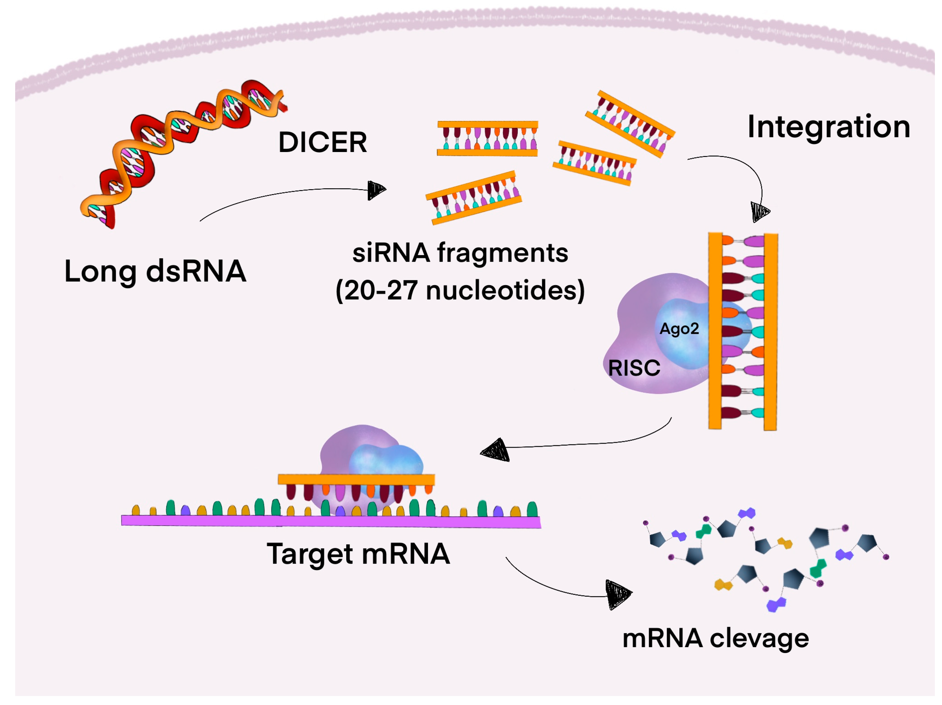Cancers 17 02453 g003