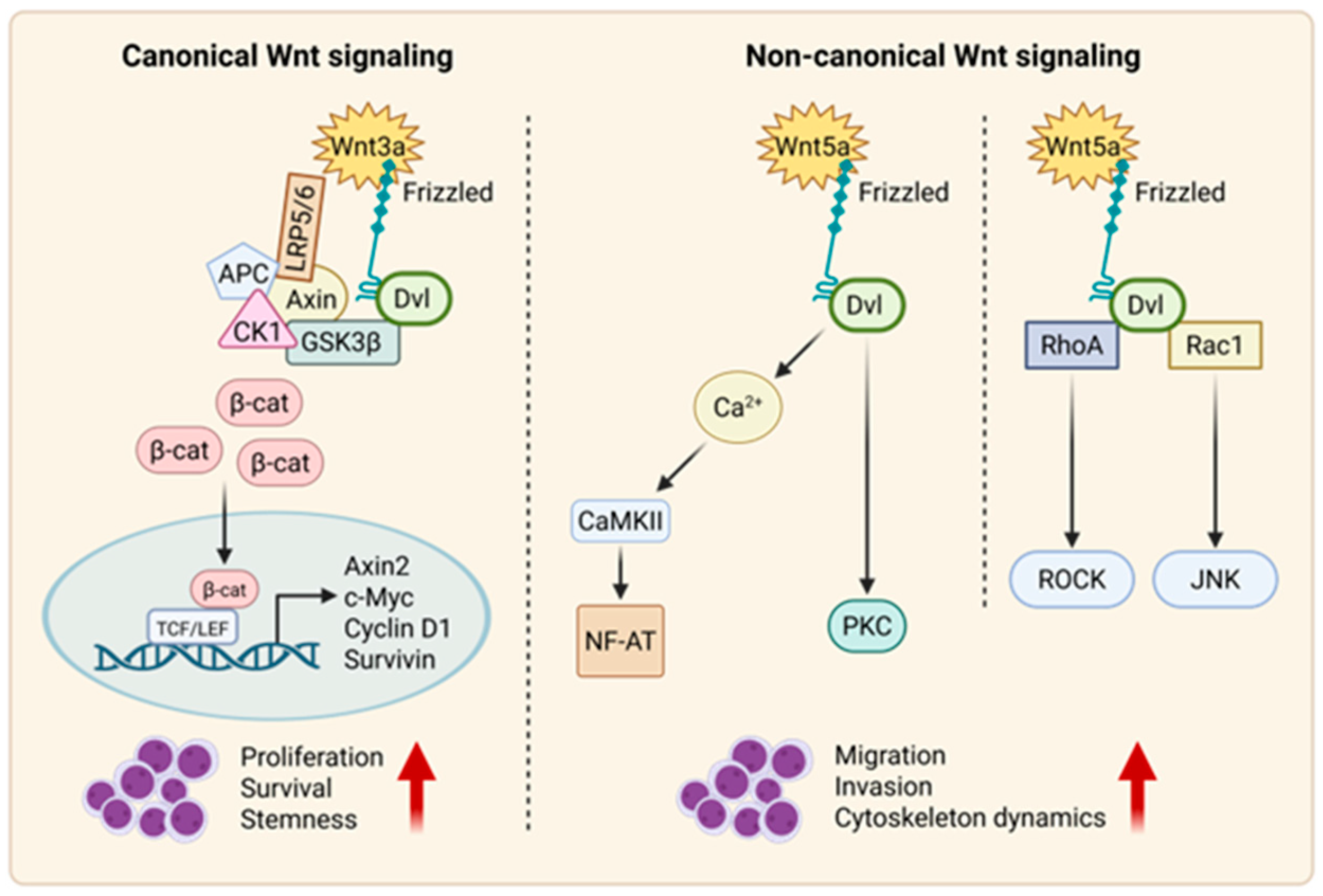Cancers 17 02456 g002 Cancers 17 02456 g002