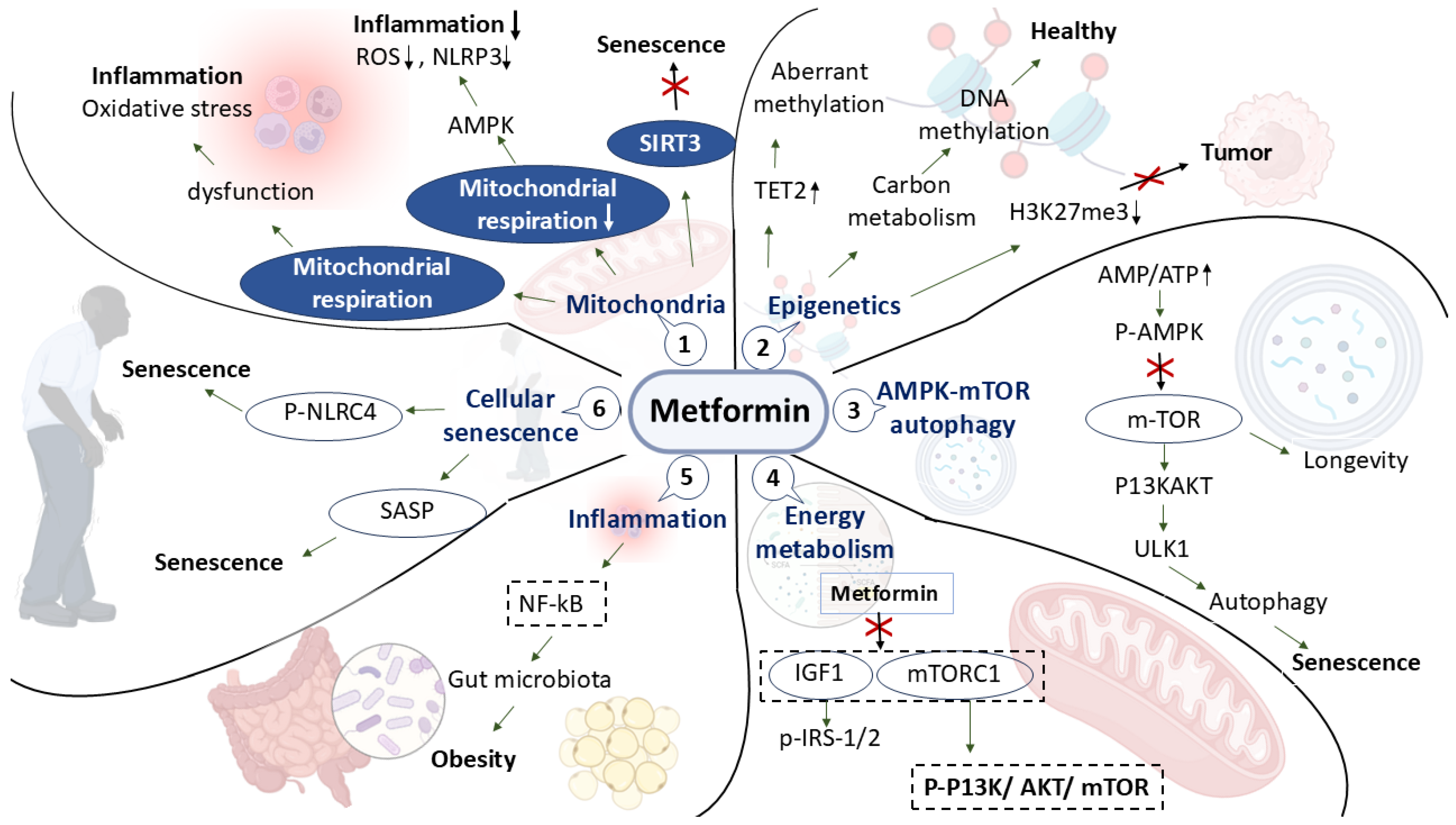Cancers 17 02466 g003