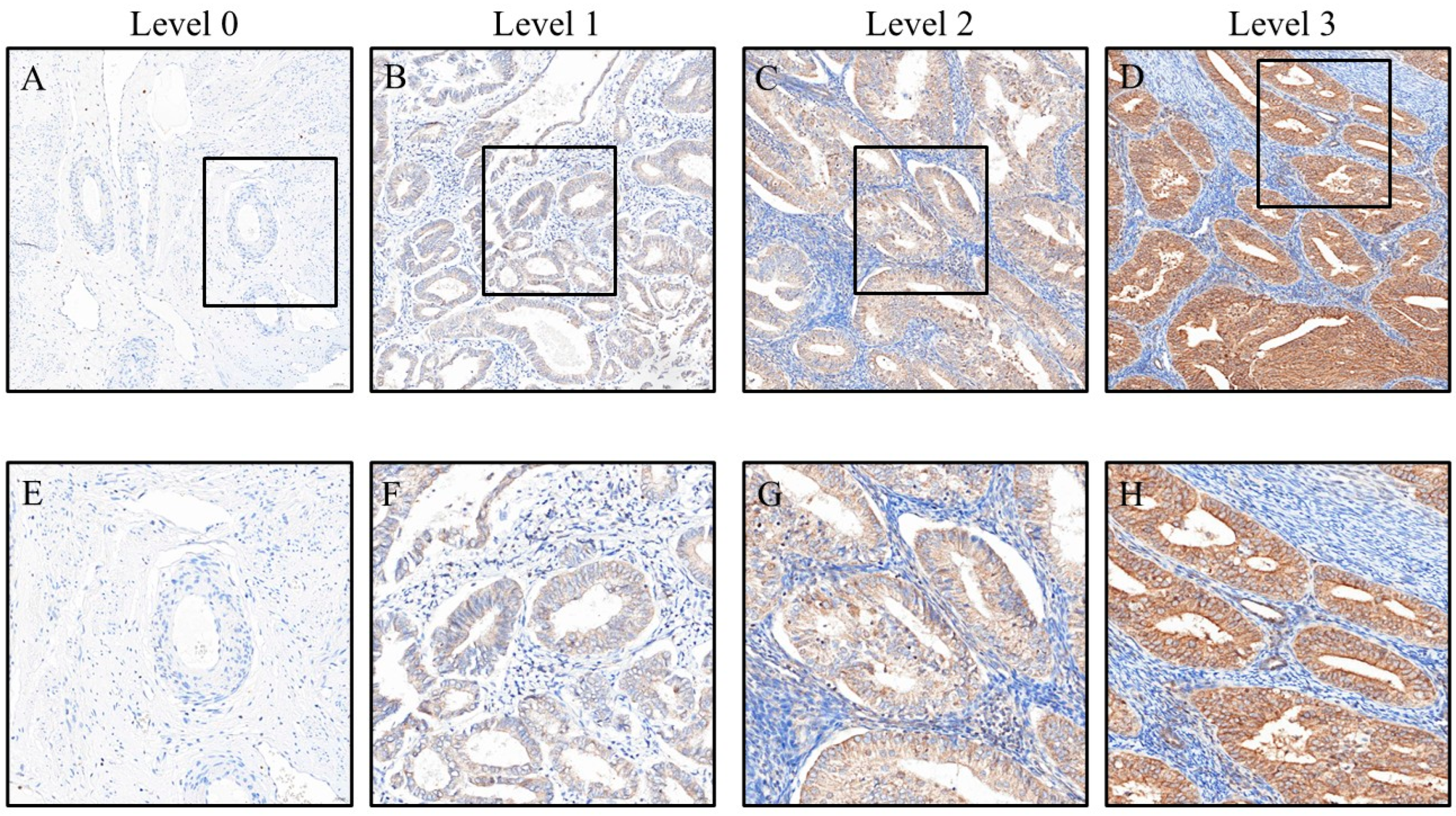 Cancers 17 02473 g001