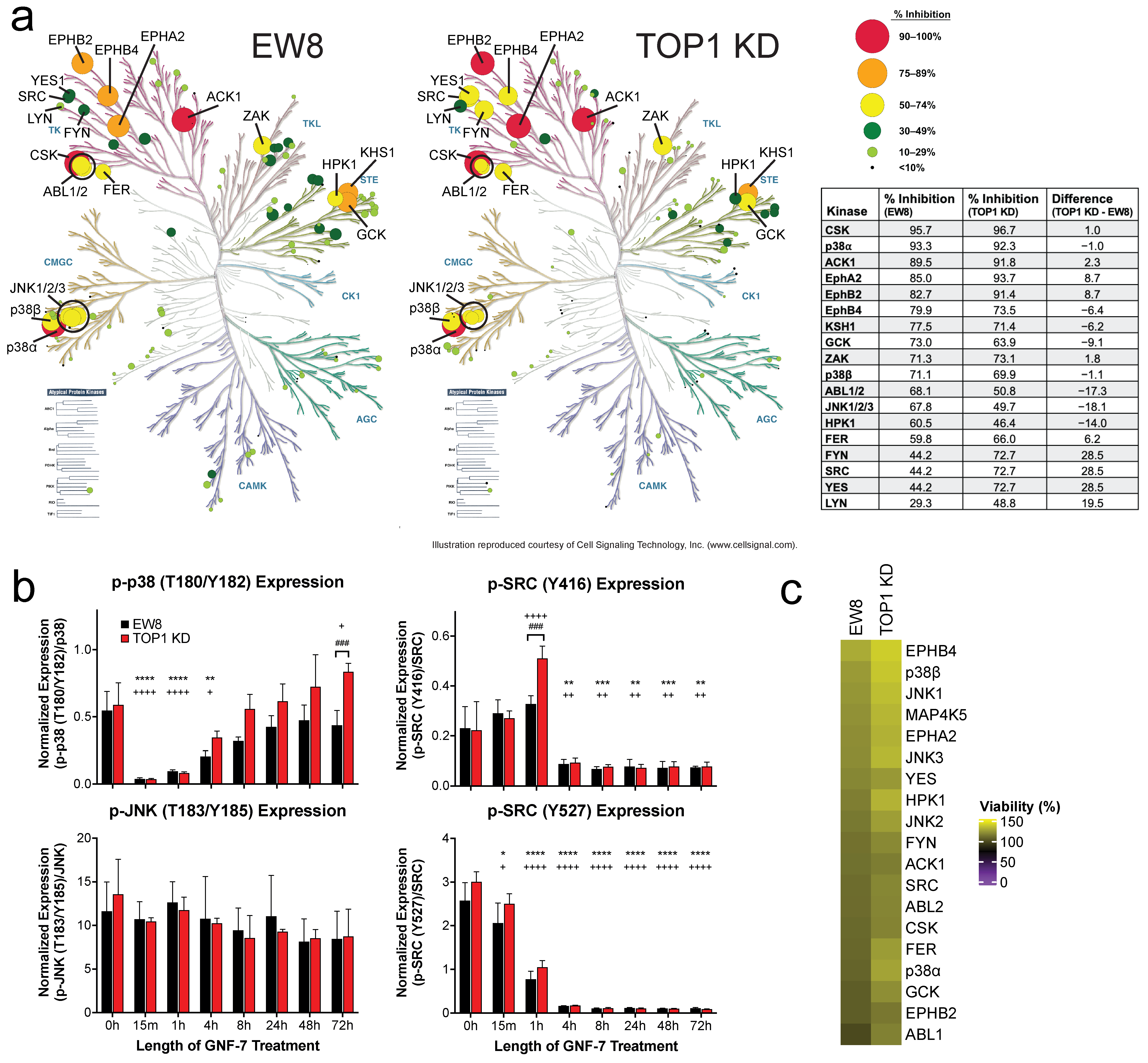 Cancers 17 02475 g004