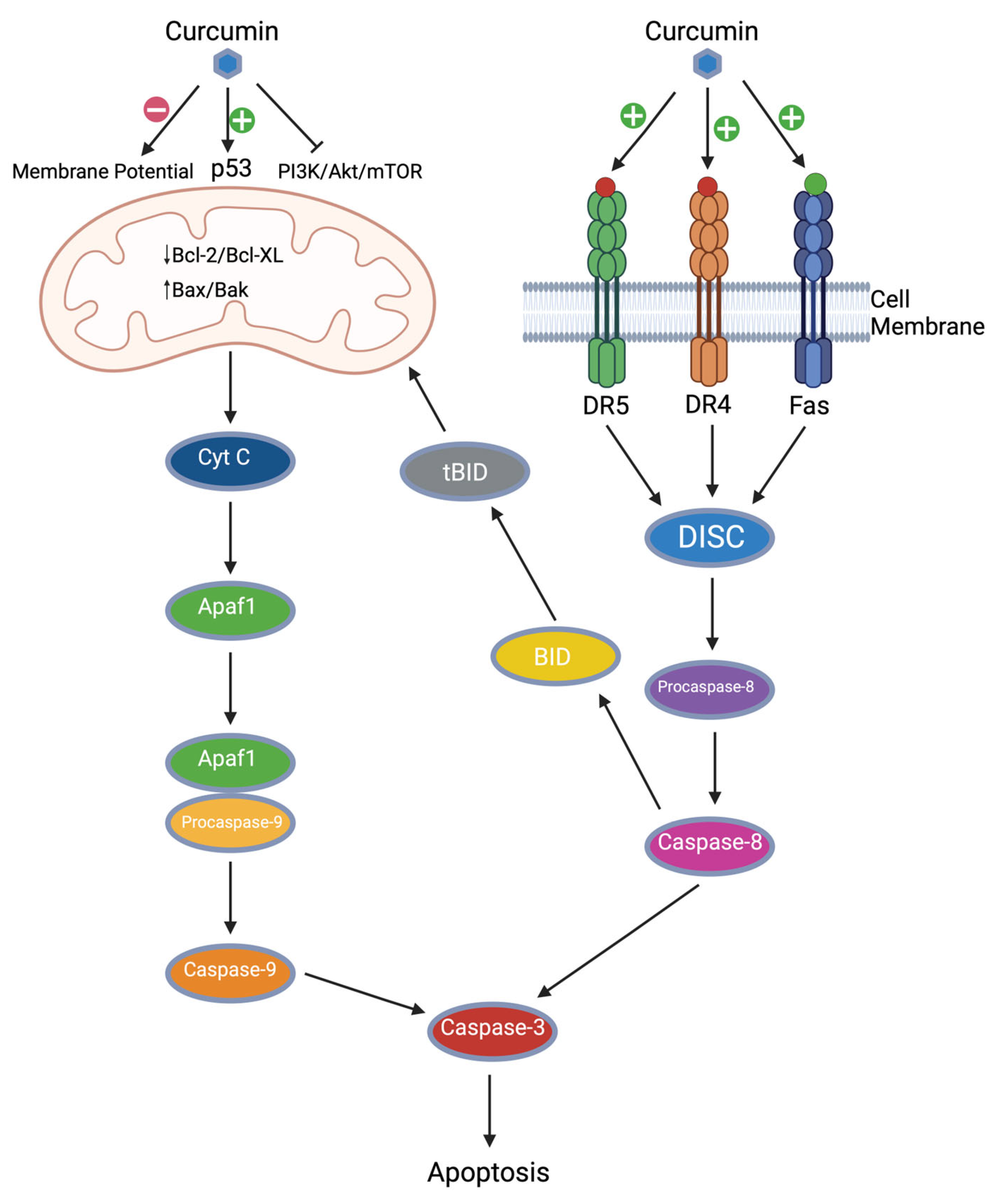 Cancers 17 02491 g002