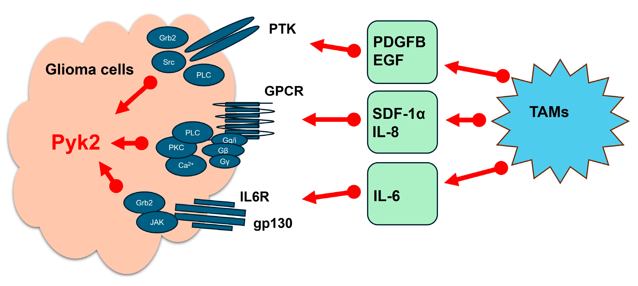 Cancers 17 02611 g002