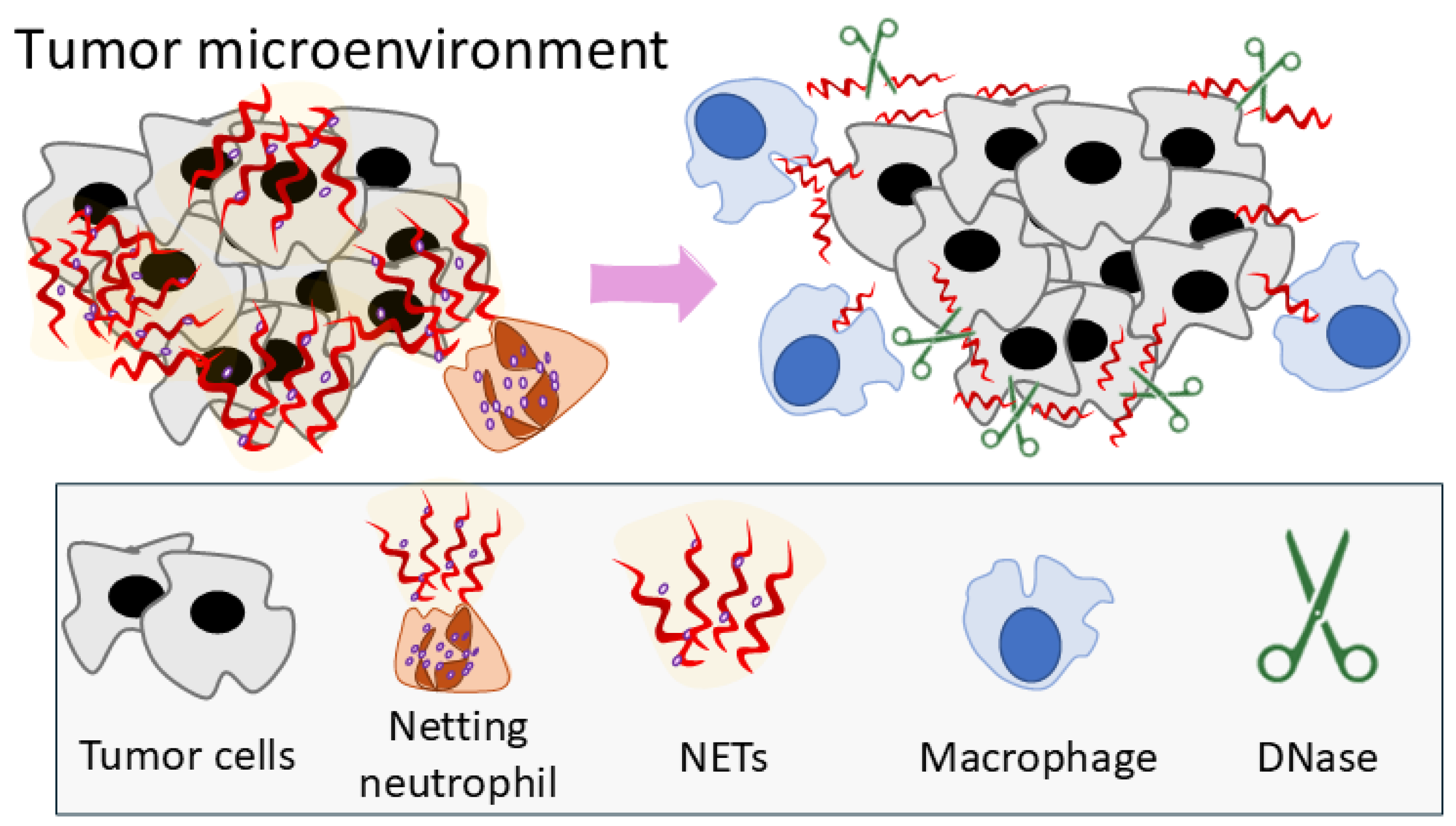 Cancers 17 02631 g007