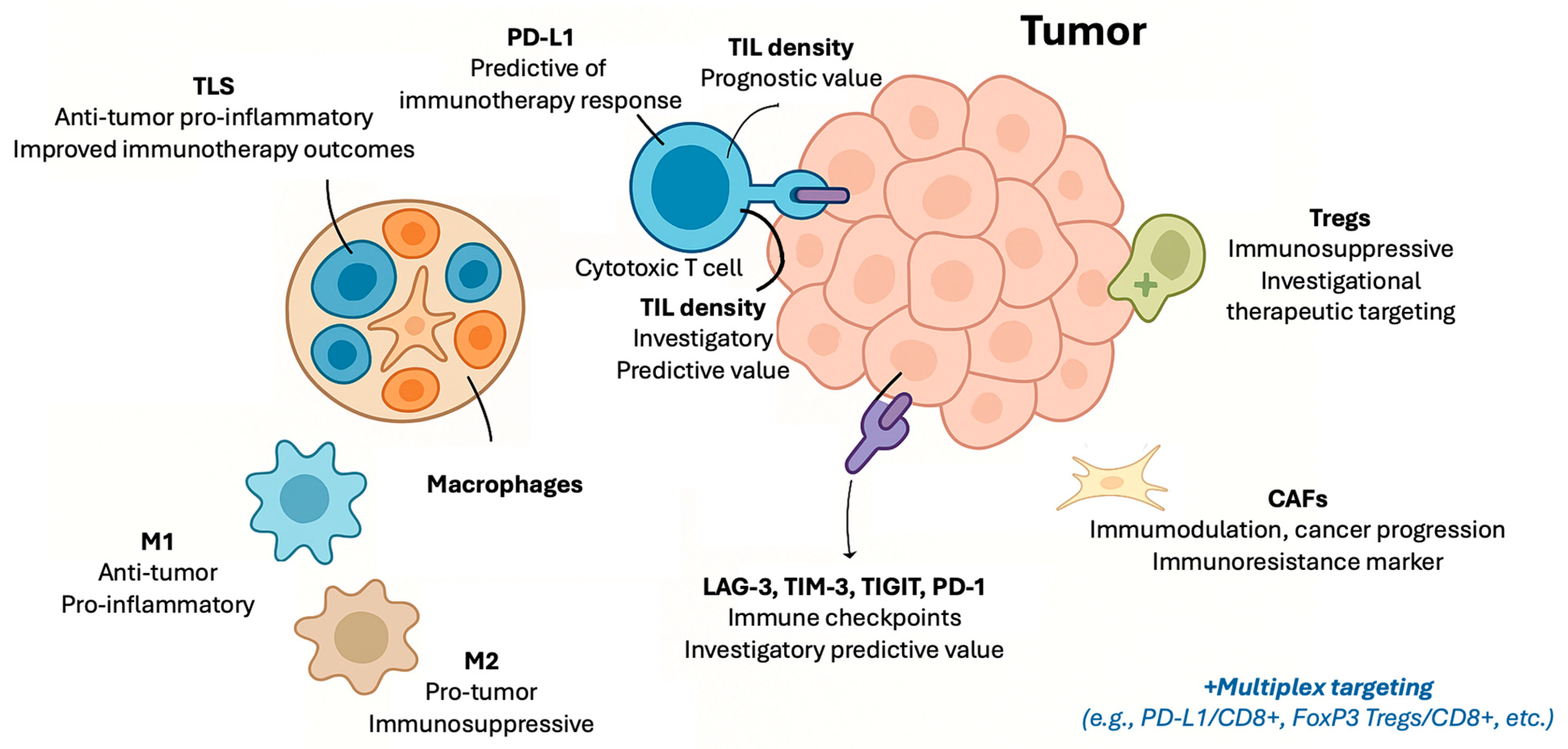 Cancers 17 02639 g001 Cancers 17 02639 g001