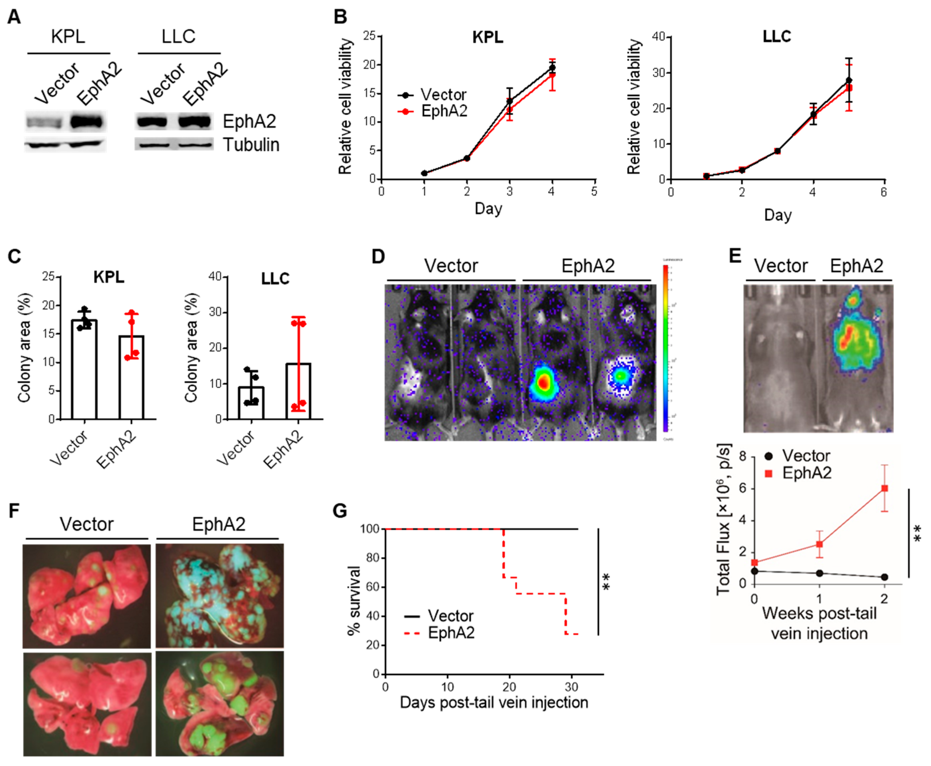 Cancers 17 02693 g001 Cancers 17 02693 g001