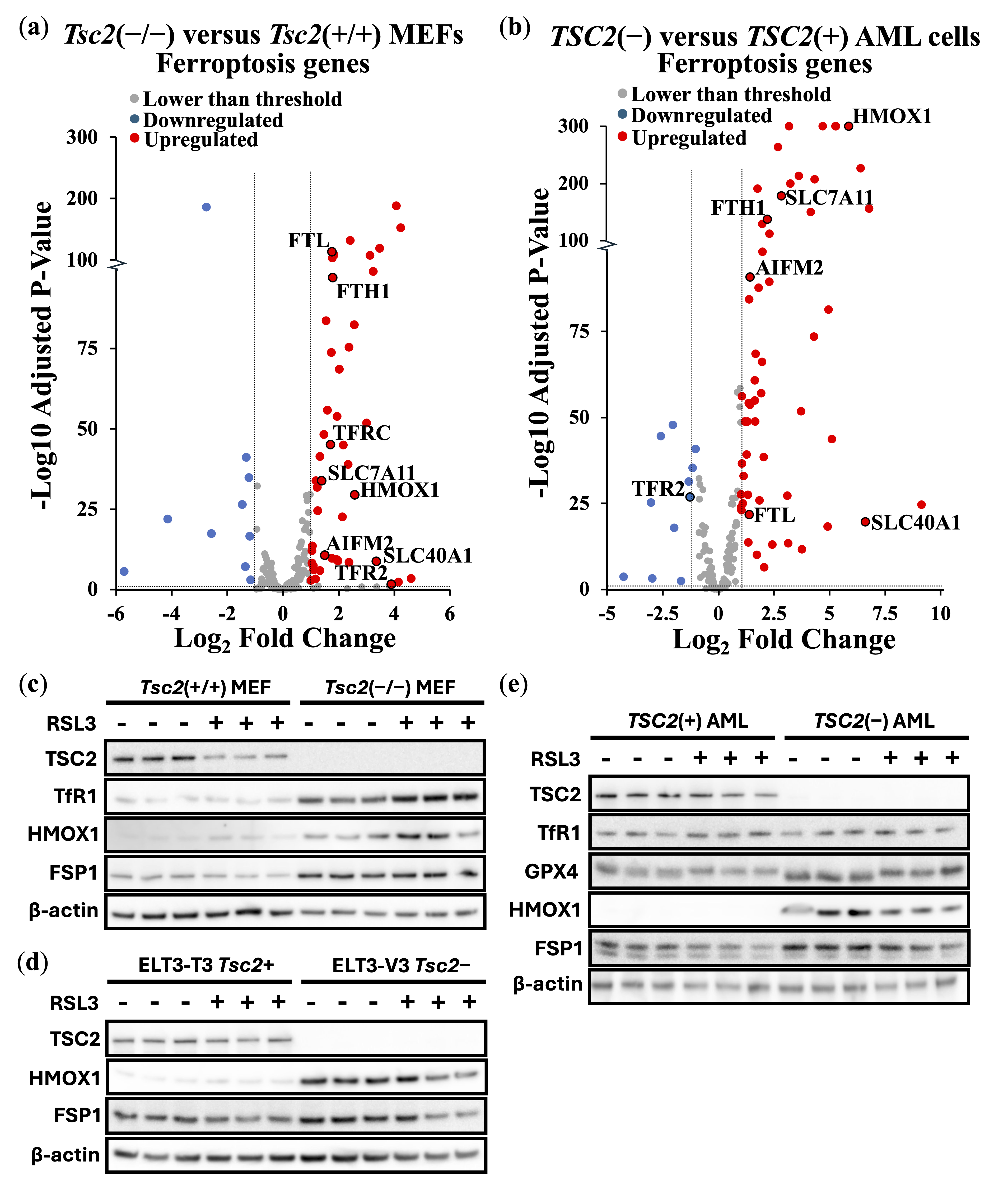 Cancers 17 02714 g002 Cancers 17 02714 g002