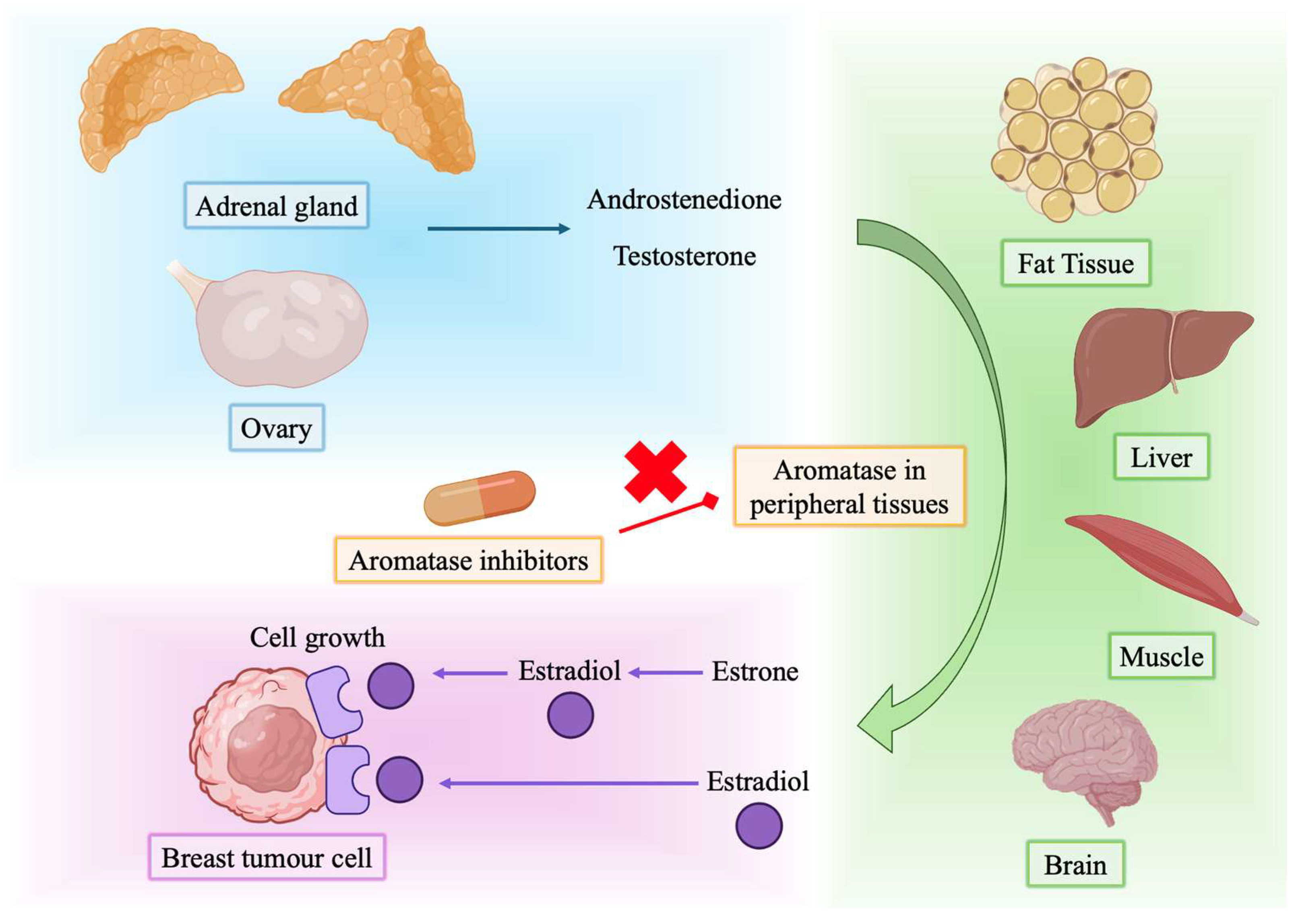 Cancers 17 02726 g001