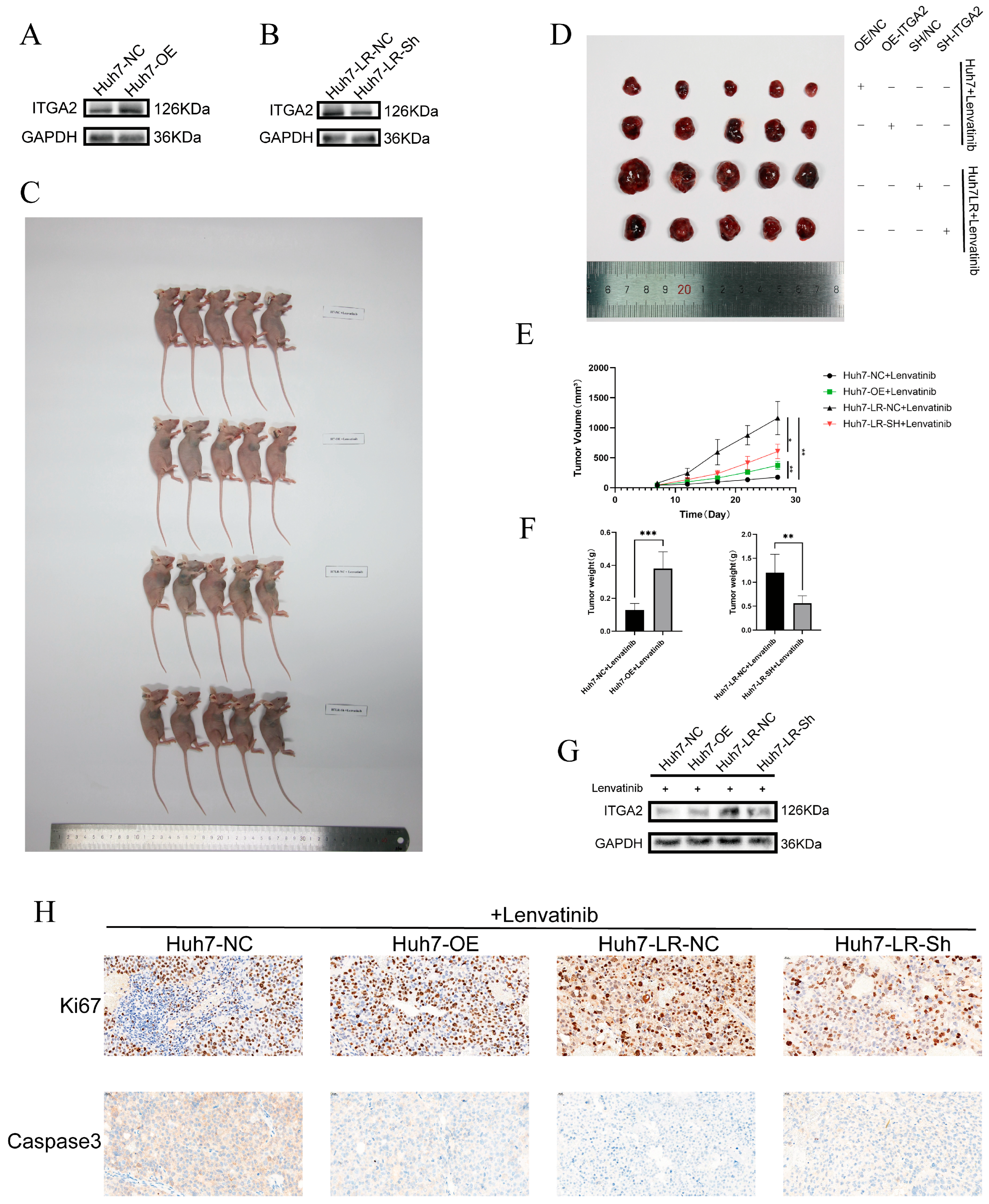 Cancers 17 02846 g004 Cancers 17 02846 g004