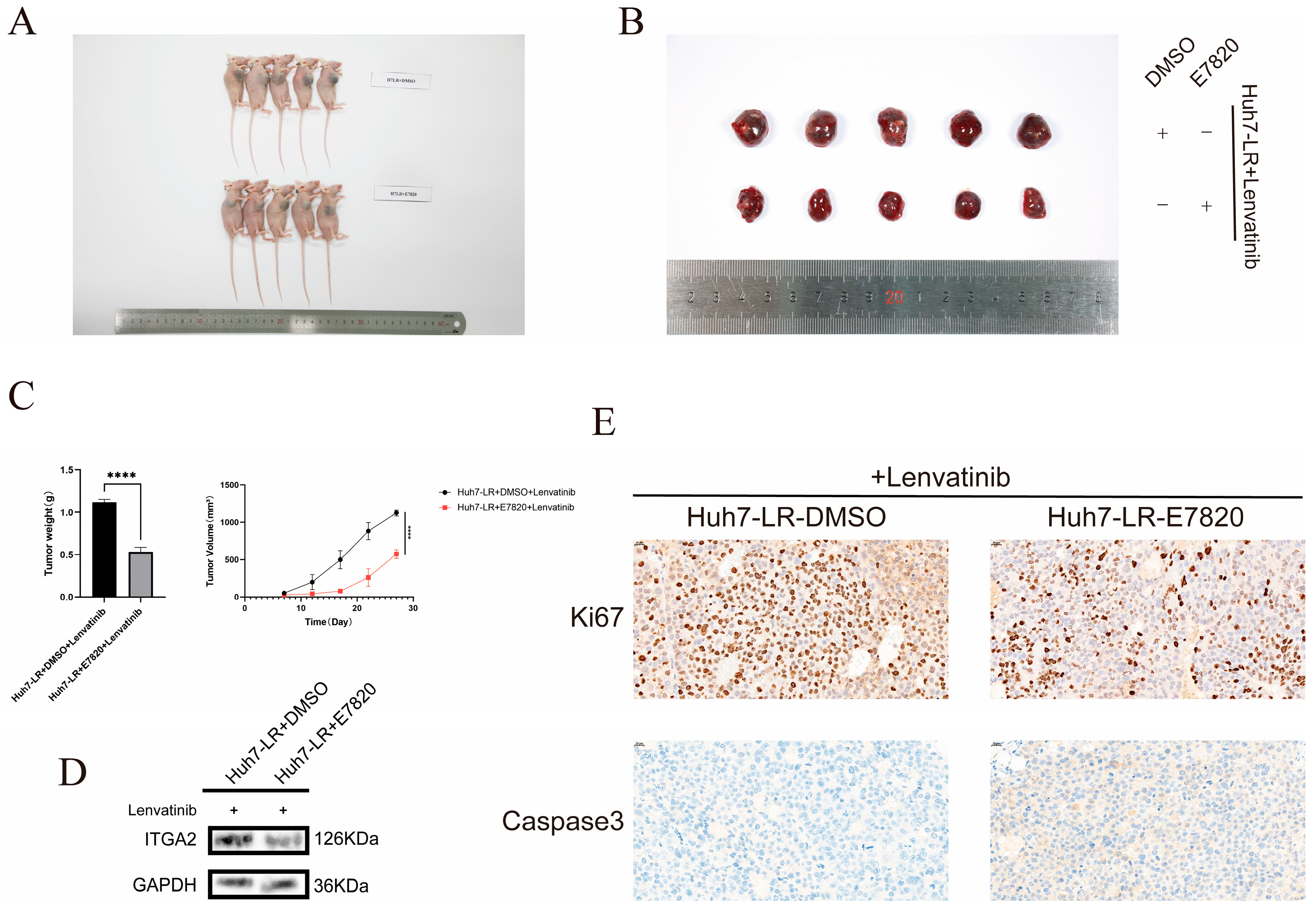 Cancers 17 02846 g006 Cancers 17 02846 g006