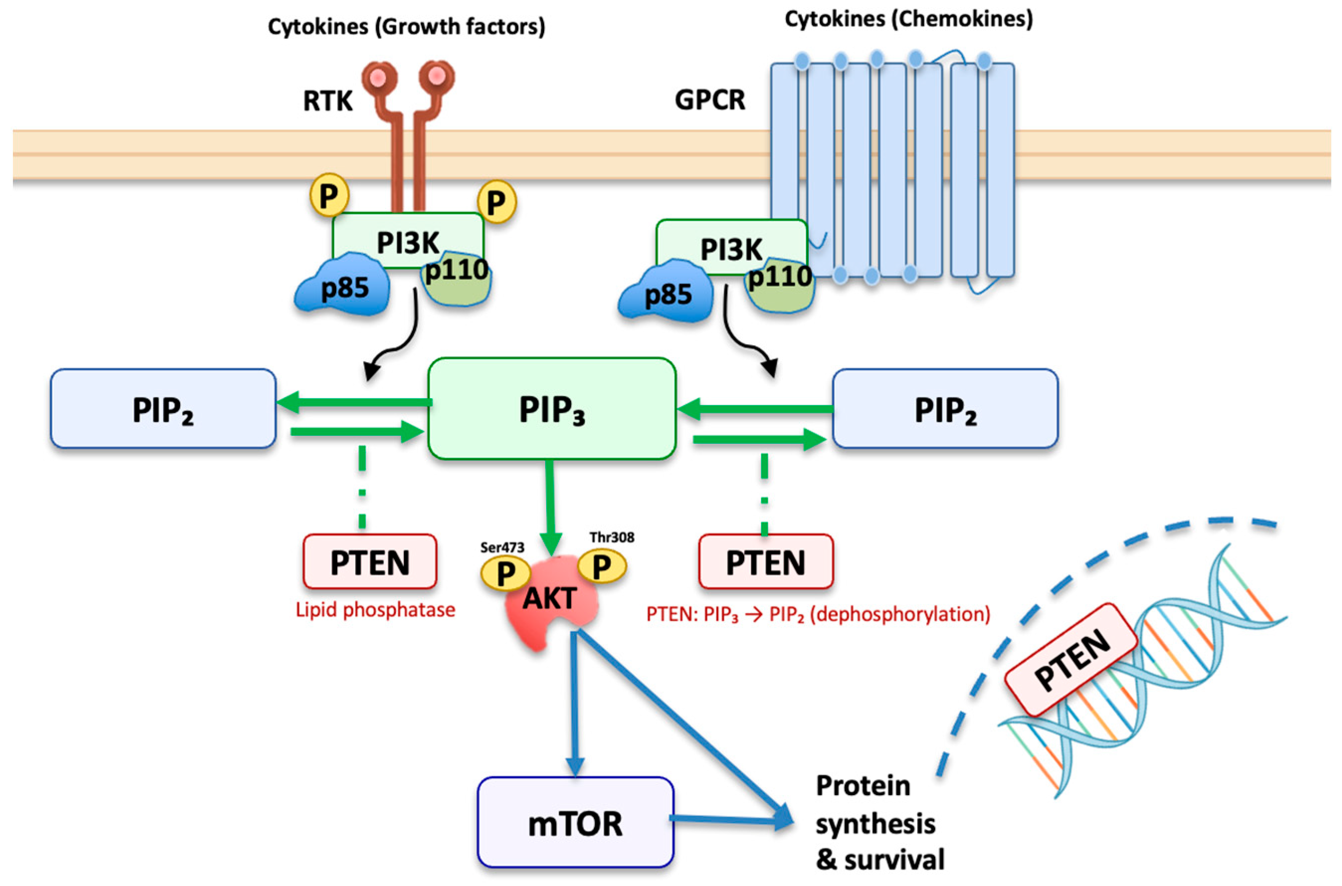 Cancers 17 02862 g001 Cancers 17 02862 g001