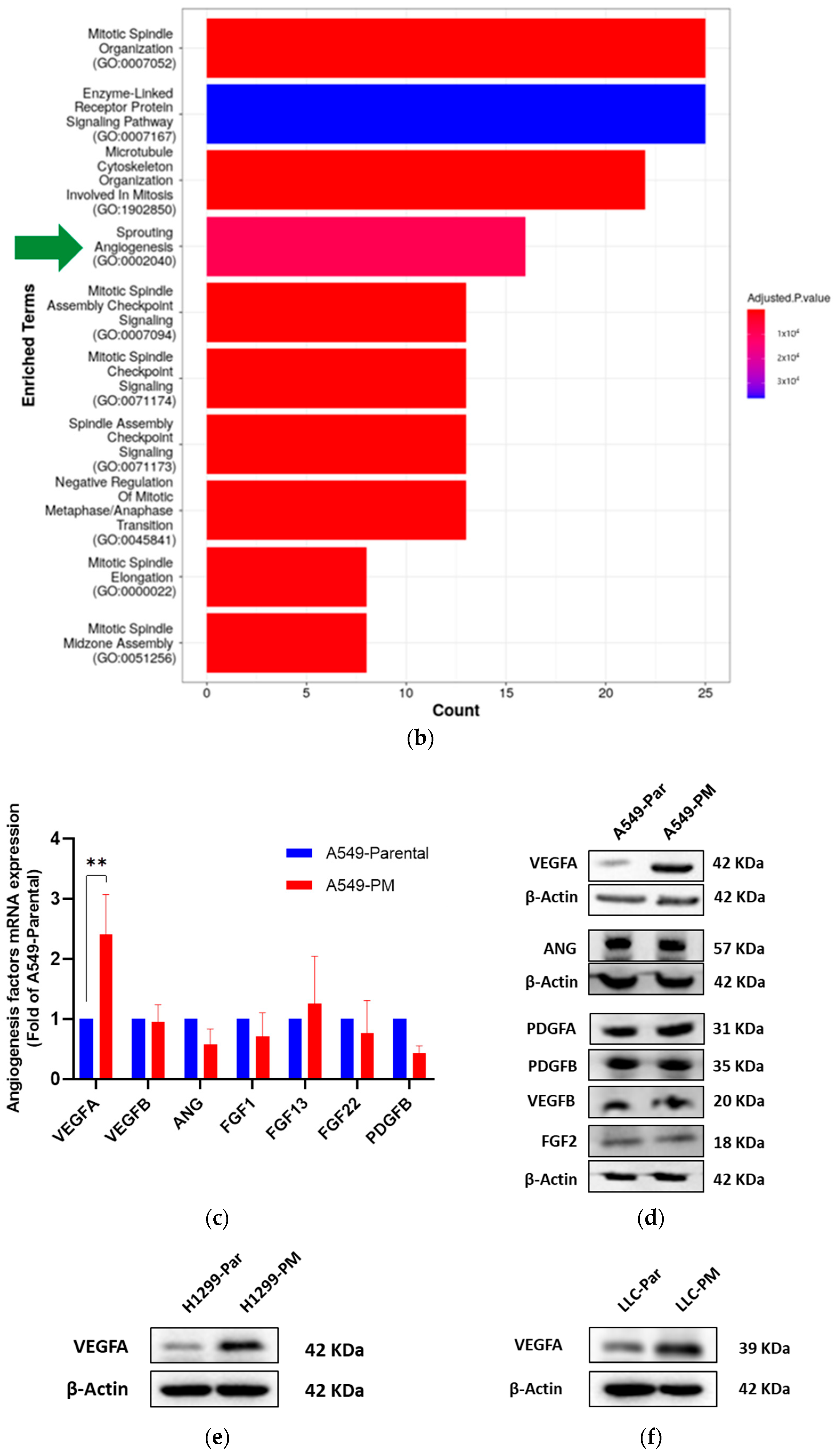 Cancers 17 02868 g001b Cancers 17 02868 g001b