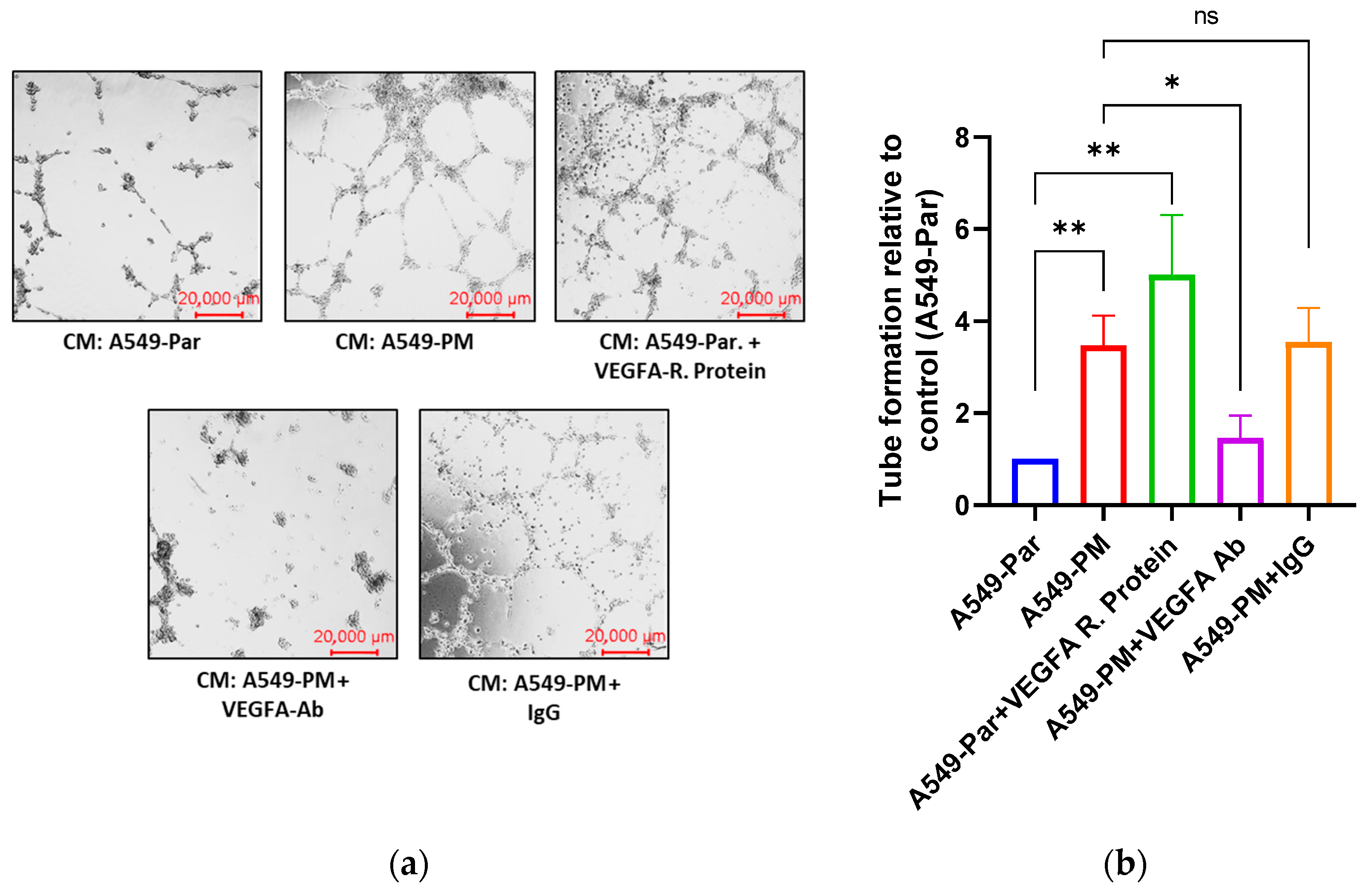 Cancers 17 02868 g002a Cancers 17 02868 g002a