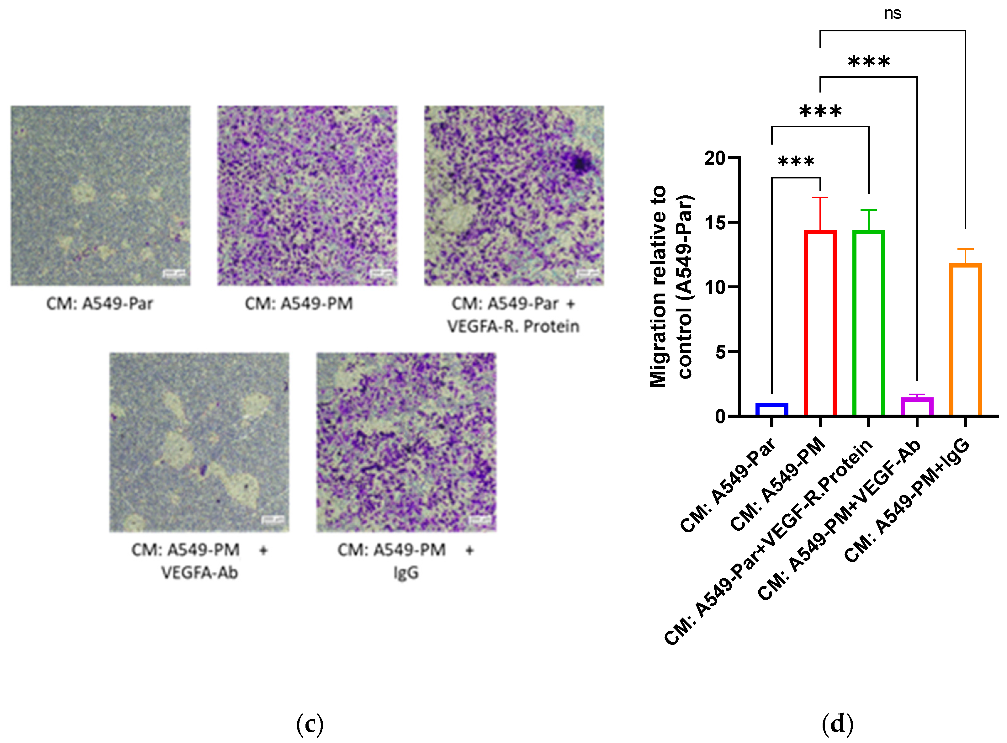 Cancers 17 02868 g002b Cancers 17 02868 g002b