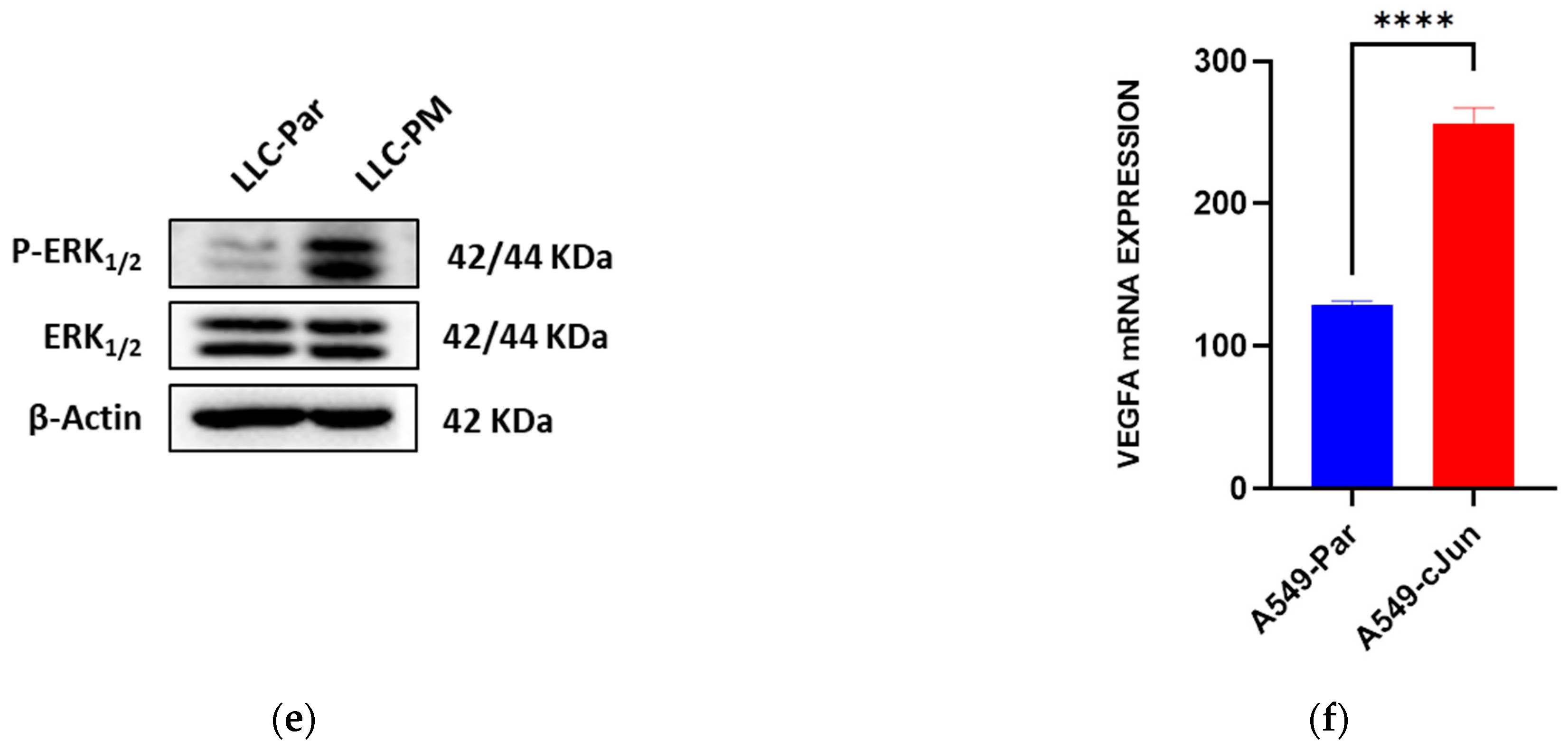 Cancers 17 02868 g003b Cancers 17 02868 g003b