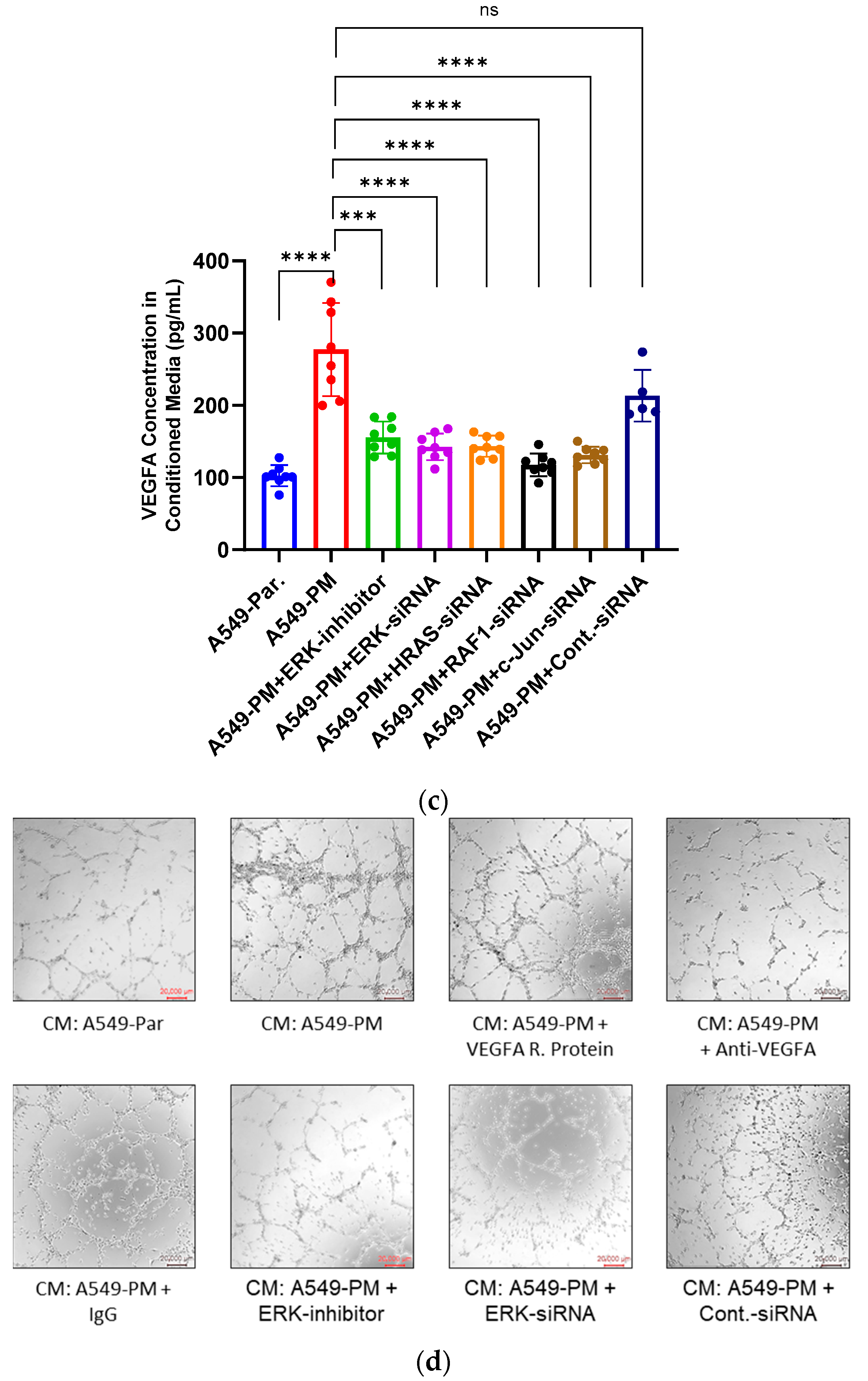 Cancers 17 02868 g004b Cancers 17 02868 g004b