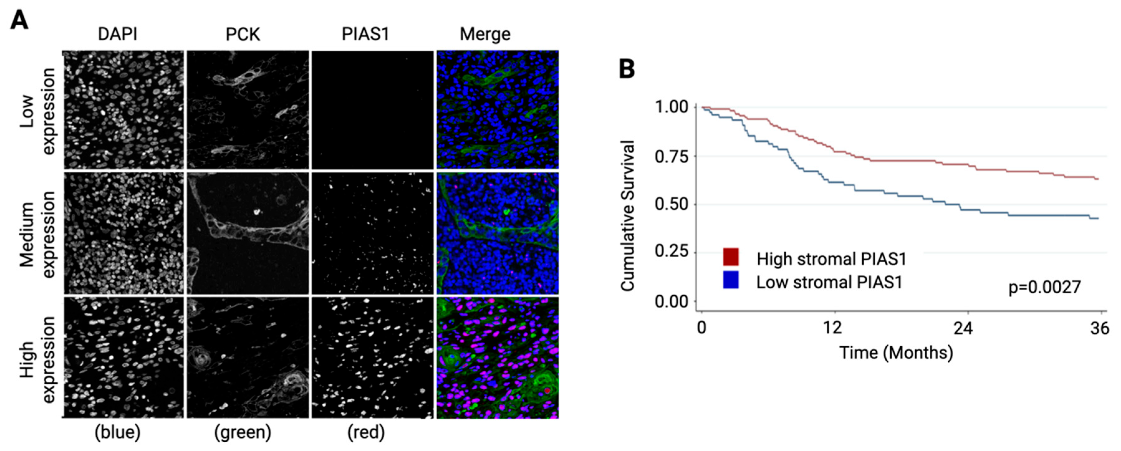 Cancers 17 02905 g001