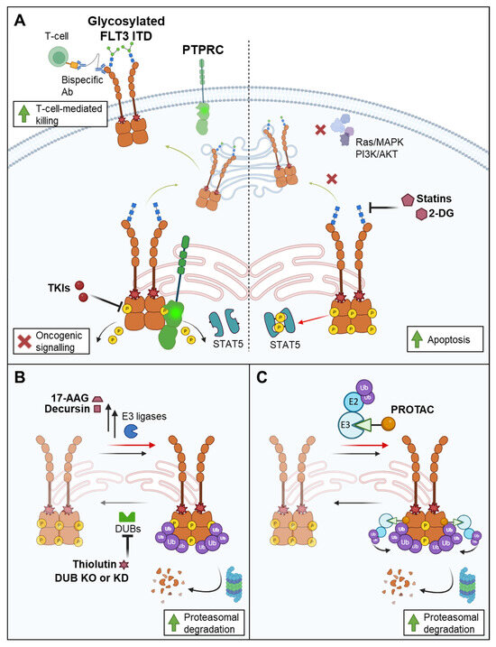 Targeting Oncogenic Activity and Signalling of Mutant Receptor