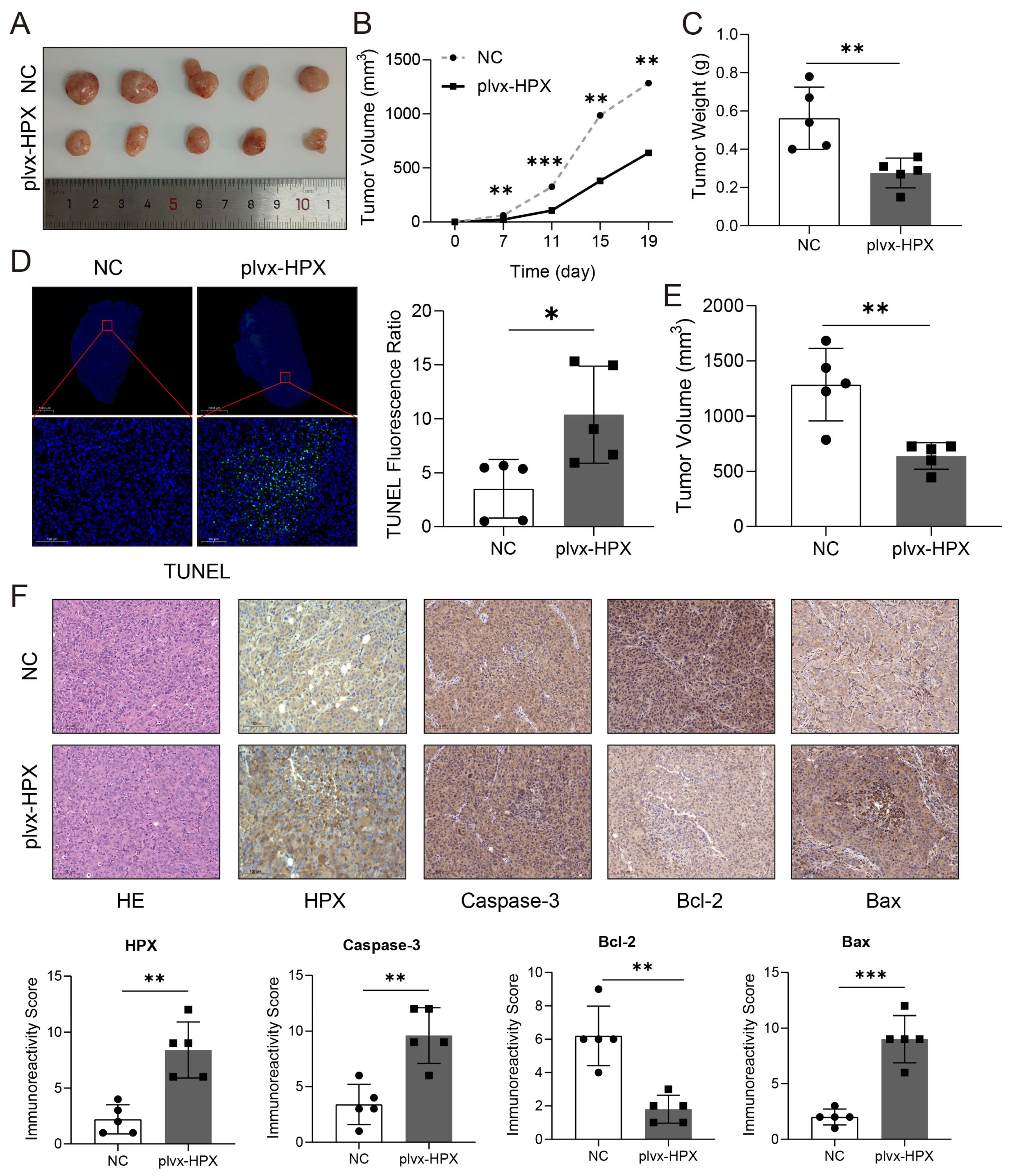 Cancers 17 02969 g007