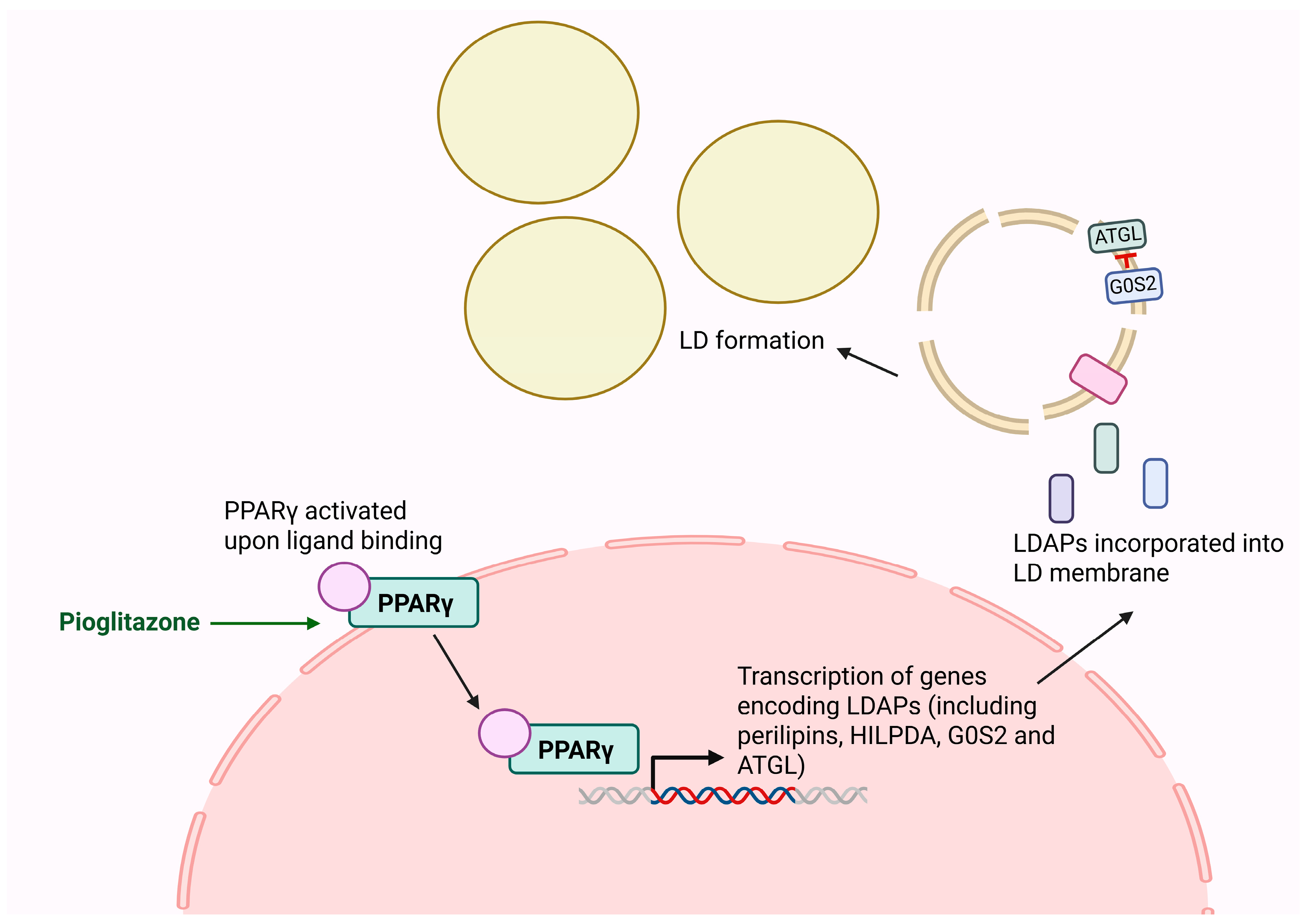 Cancers 17 03033 g004 Cancers 17 03033 g004