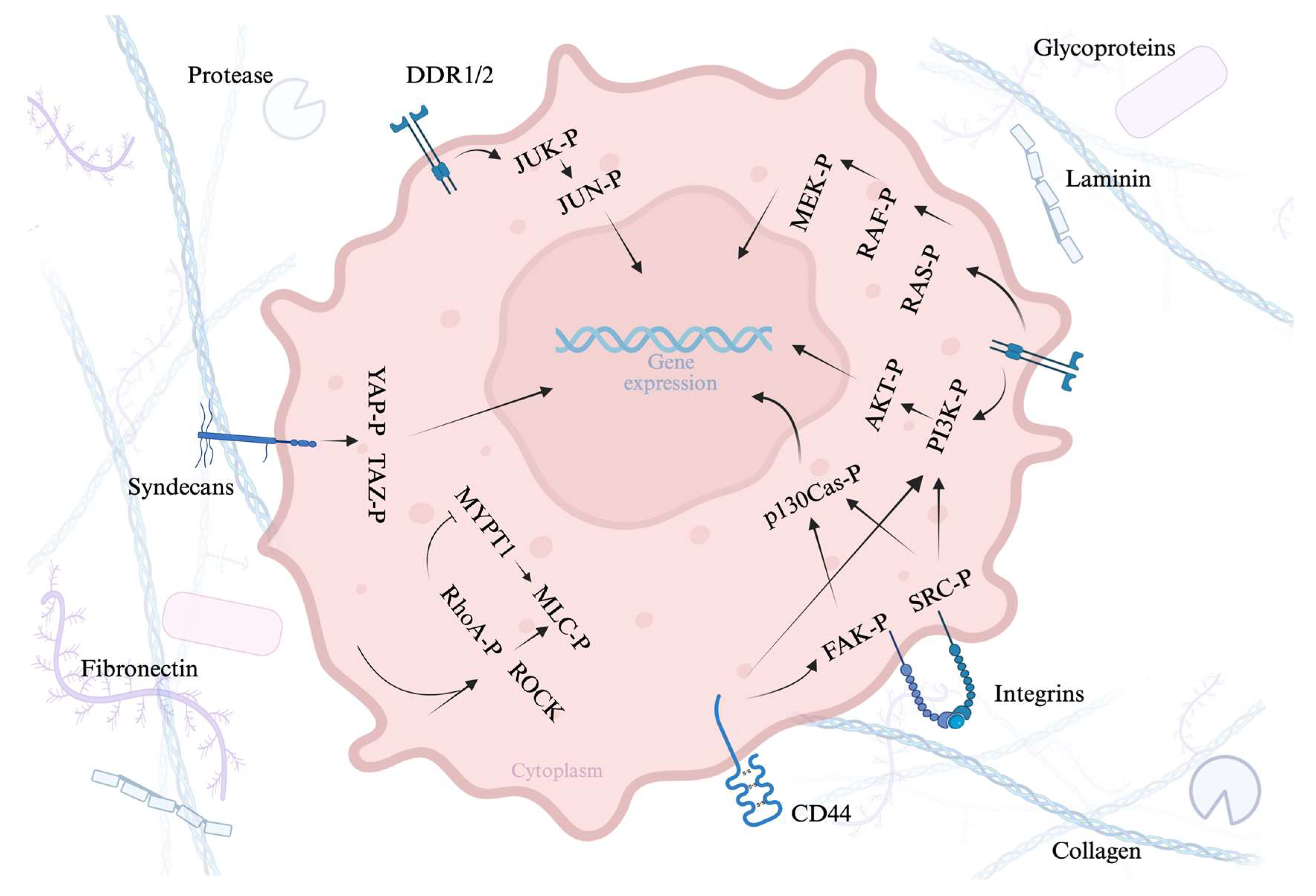 Cancers 17 03037 g002 Cancers 17 03037 g002