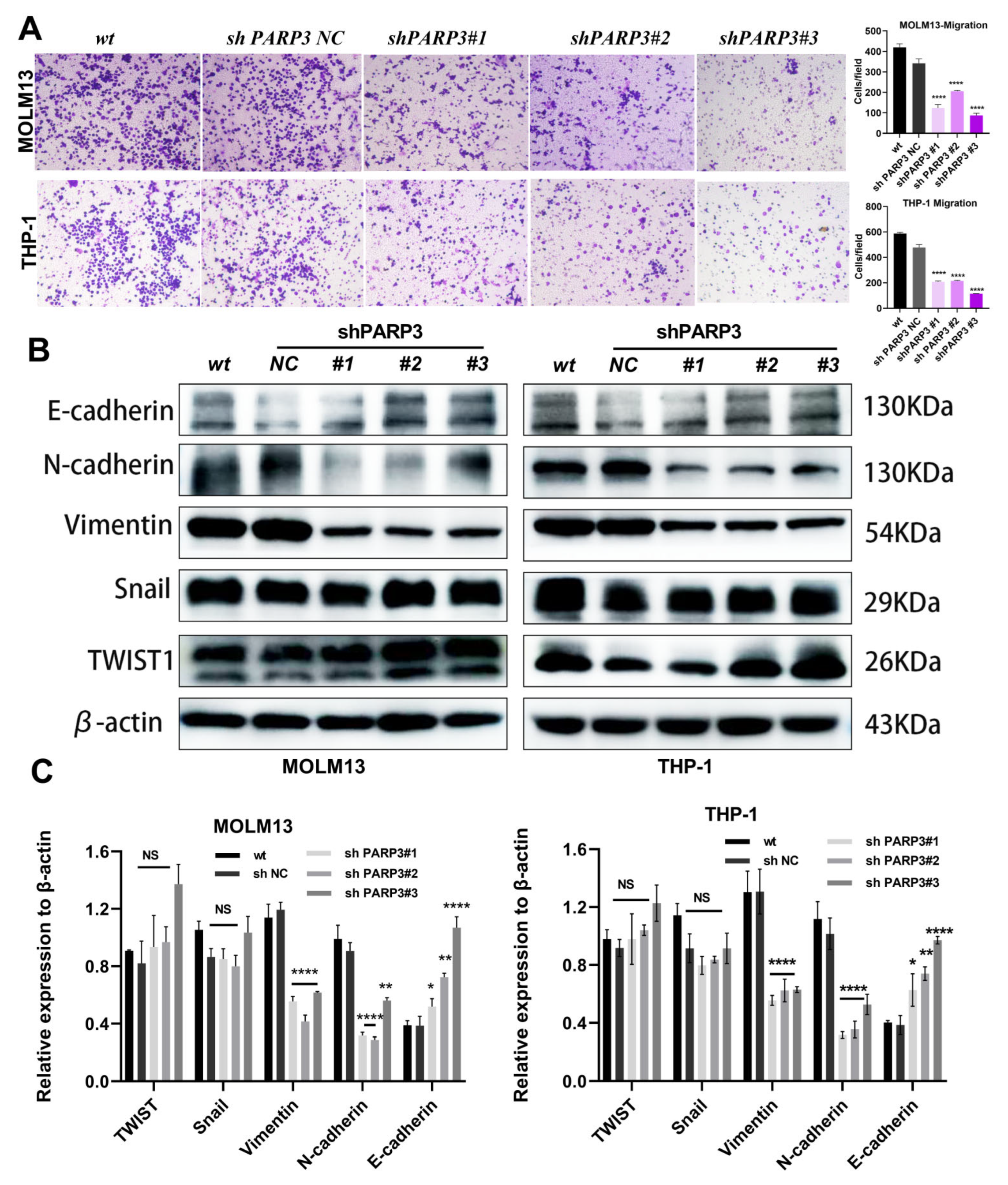 Cancers 17 03076 g004 Cancers 17 03076 g004