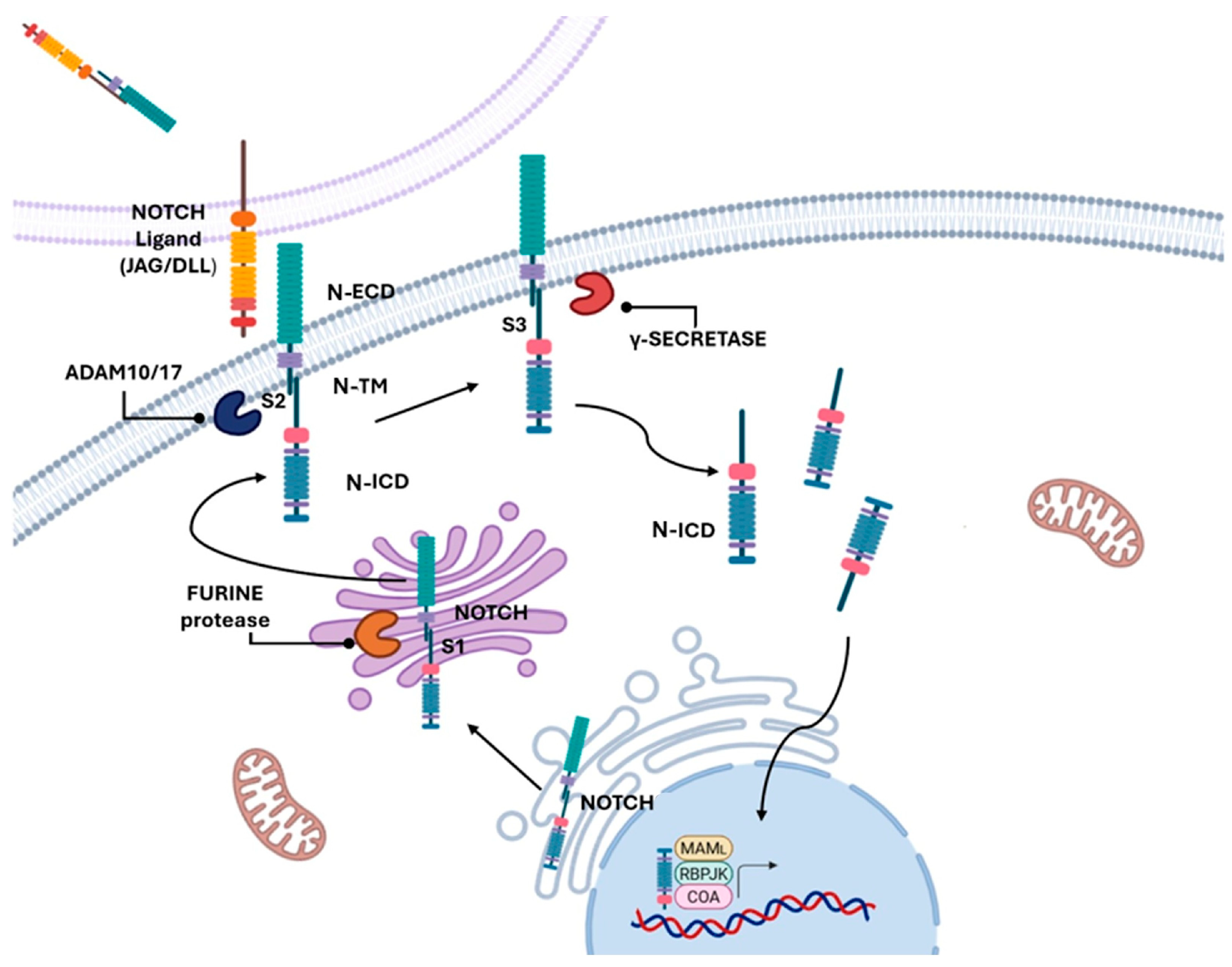 Cancers 17 03078 g001 Cancers 17 03078 g001