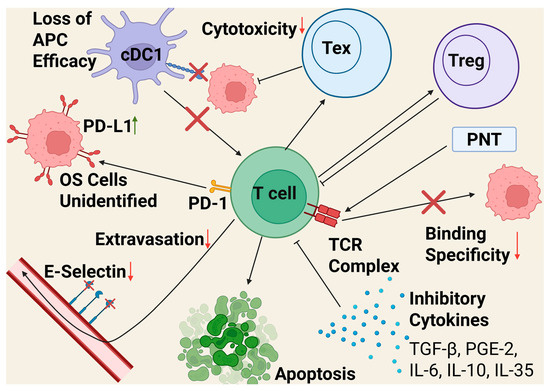 Exploring the Tumor Microenvironment in Osteosarcoma: Driver