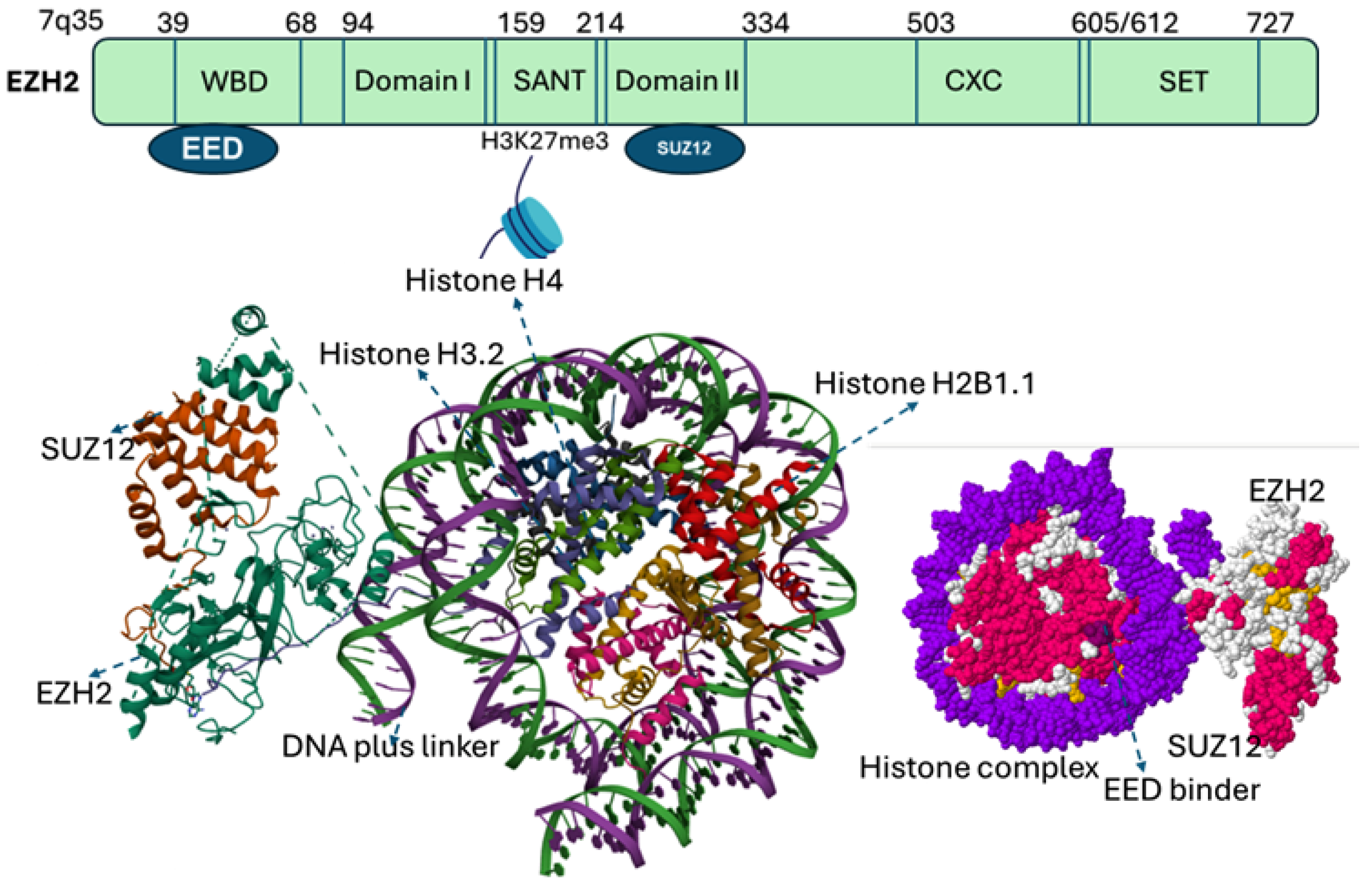 Cancers 17 03111 g002