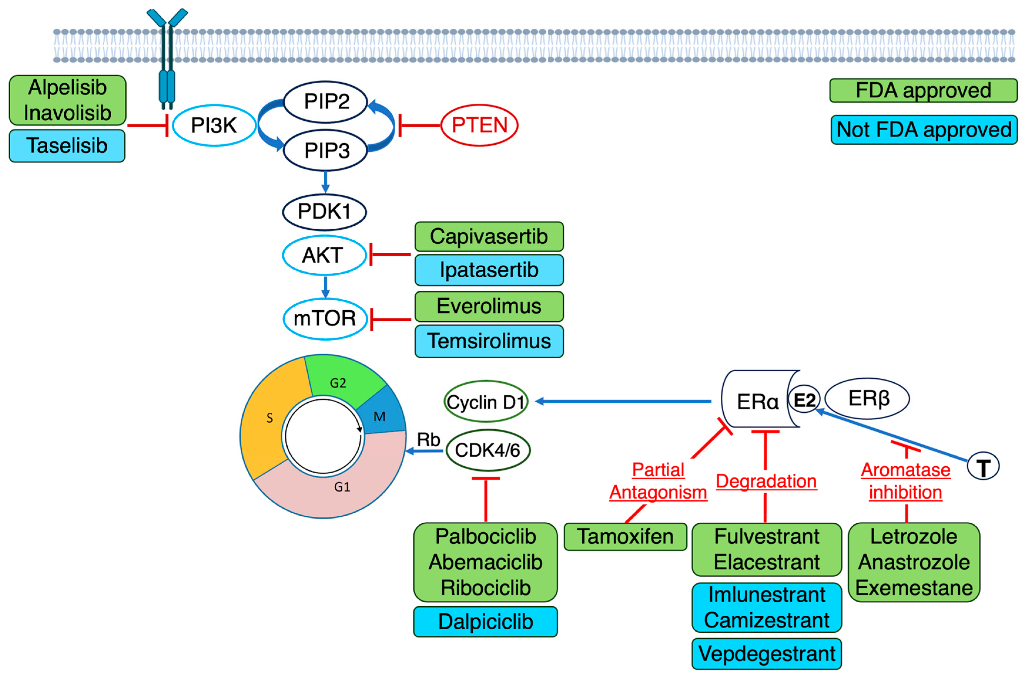 Cancers 17 03174 g002 Cancers 17 03174 g002