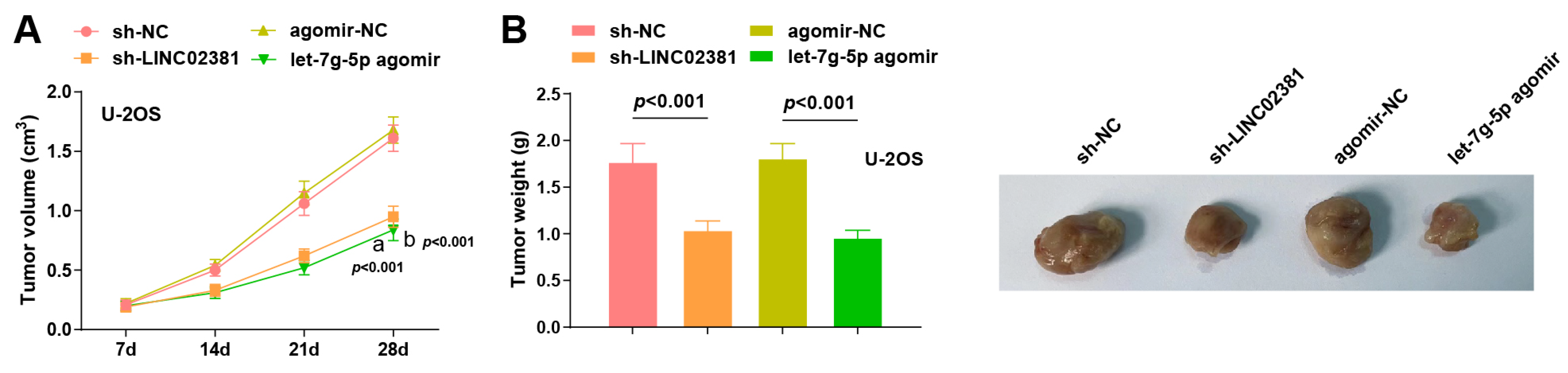 Cancers 17 03194 g006