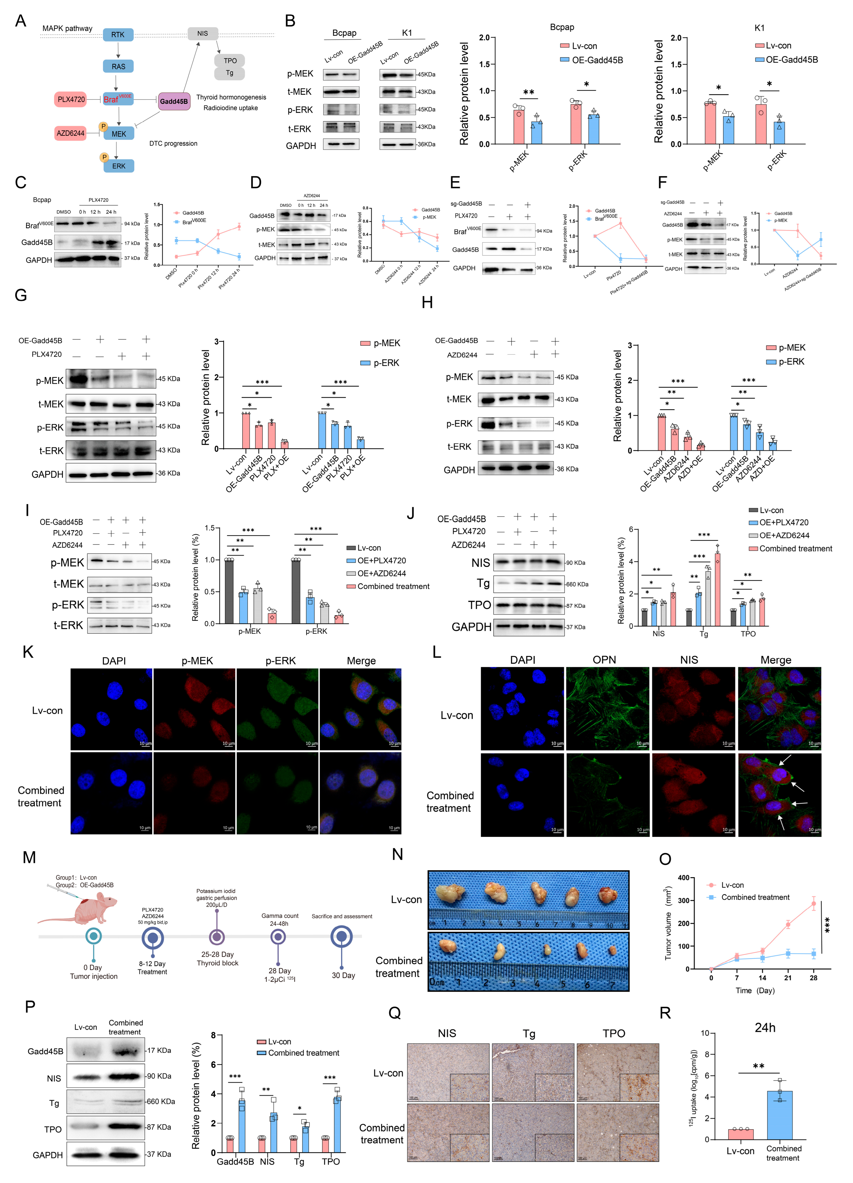 Cancers 17 03201 g003