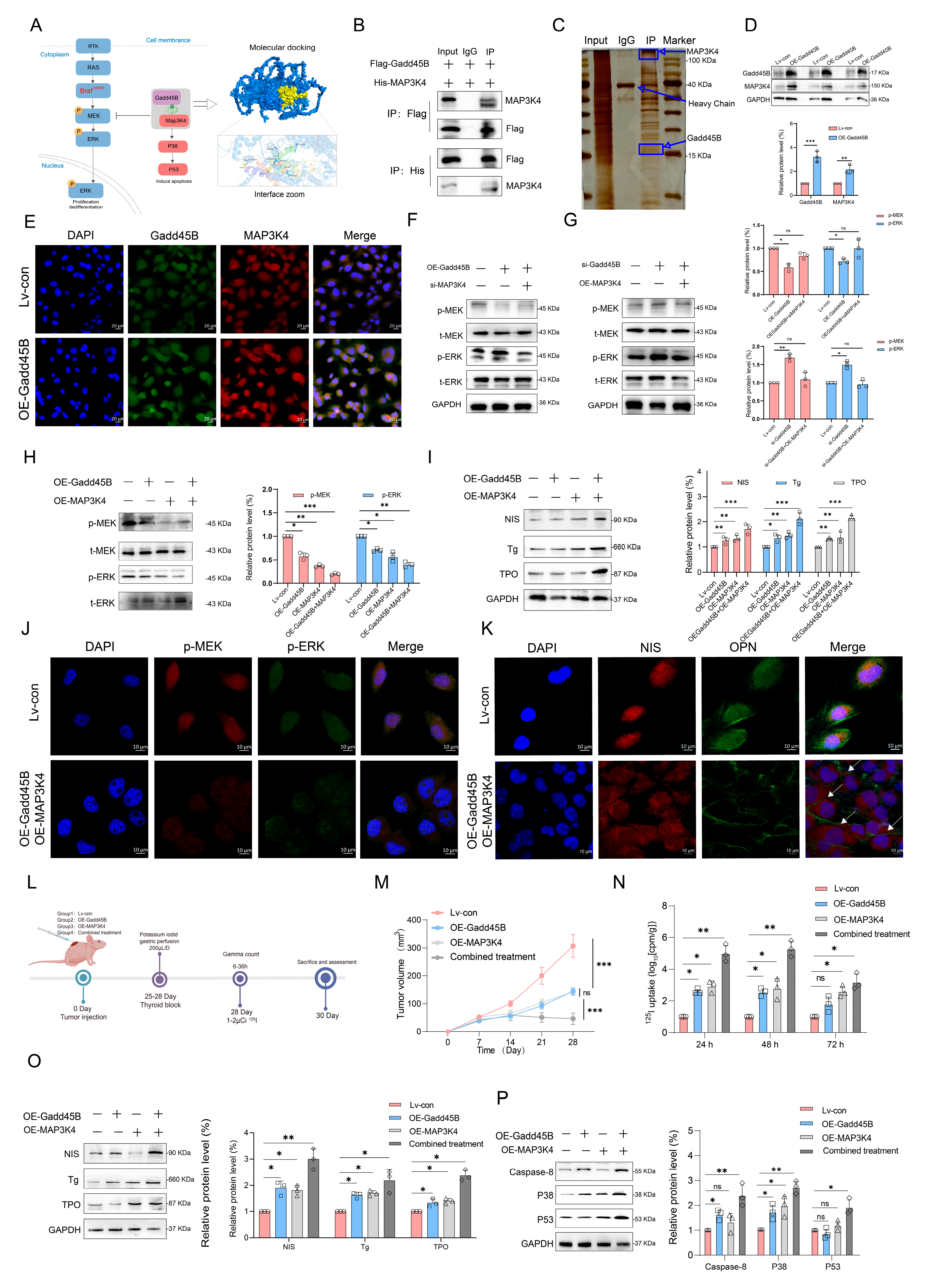 Cancers 17 03201 g004
