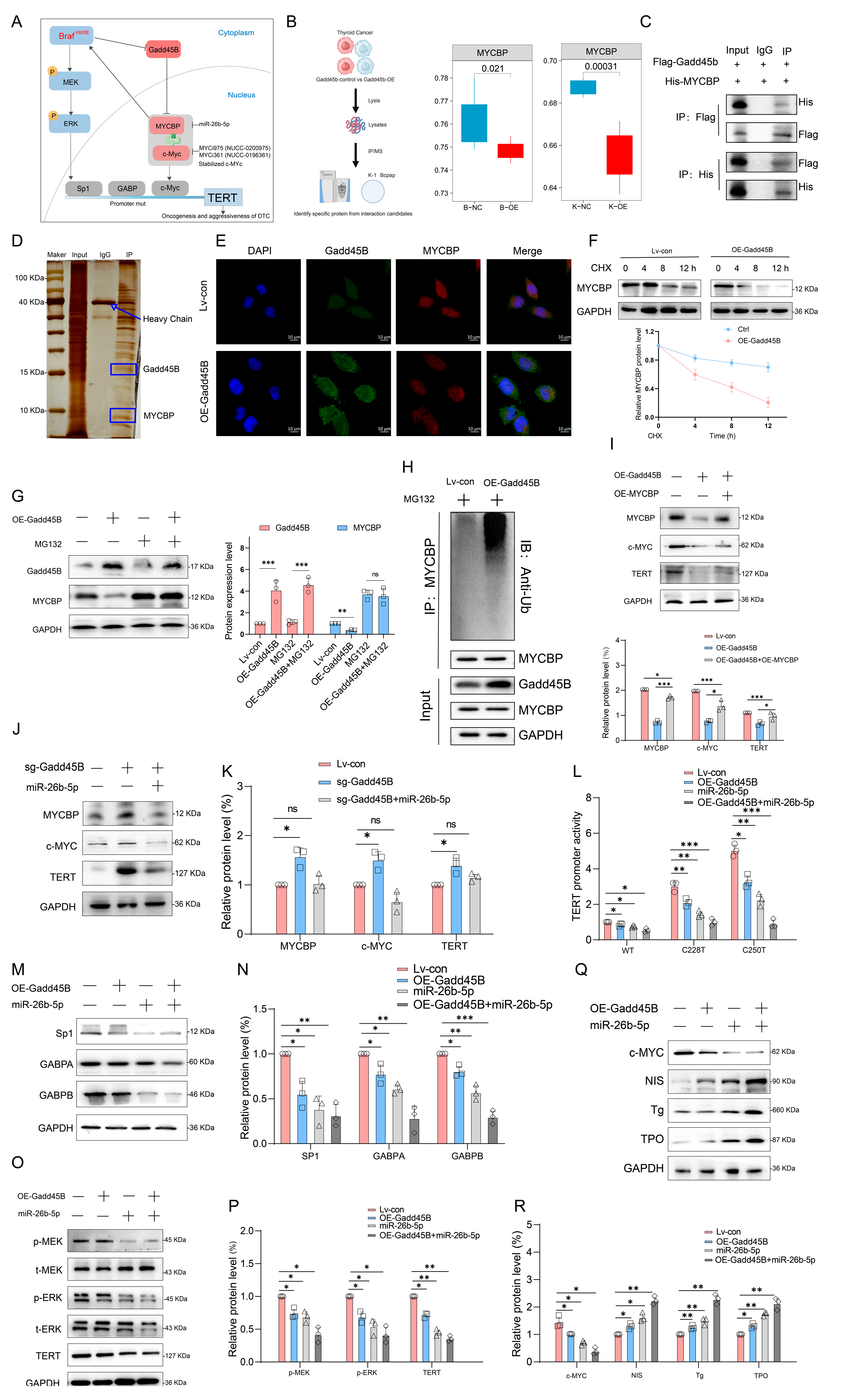 Cancers 17 03201 g005