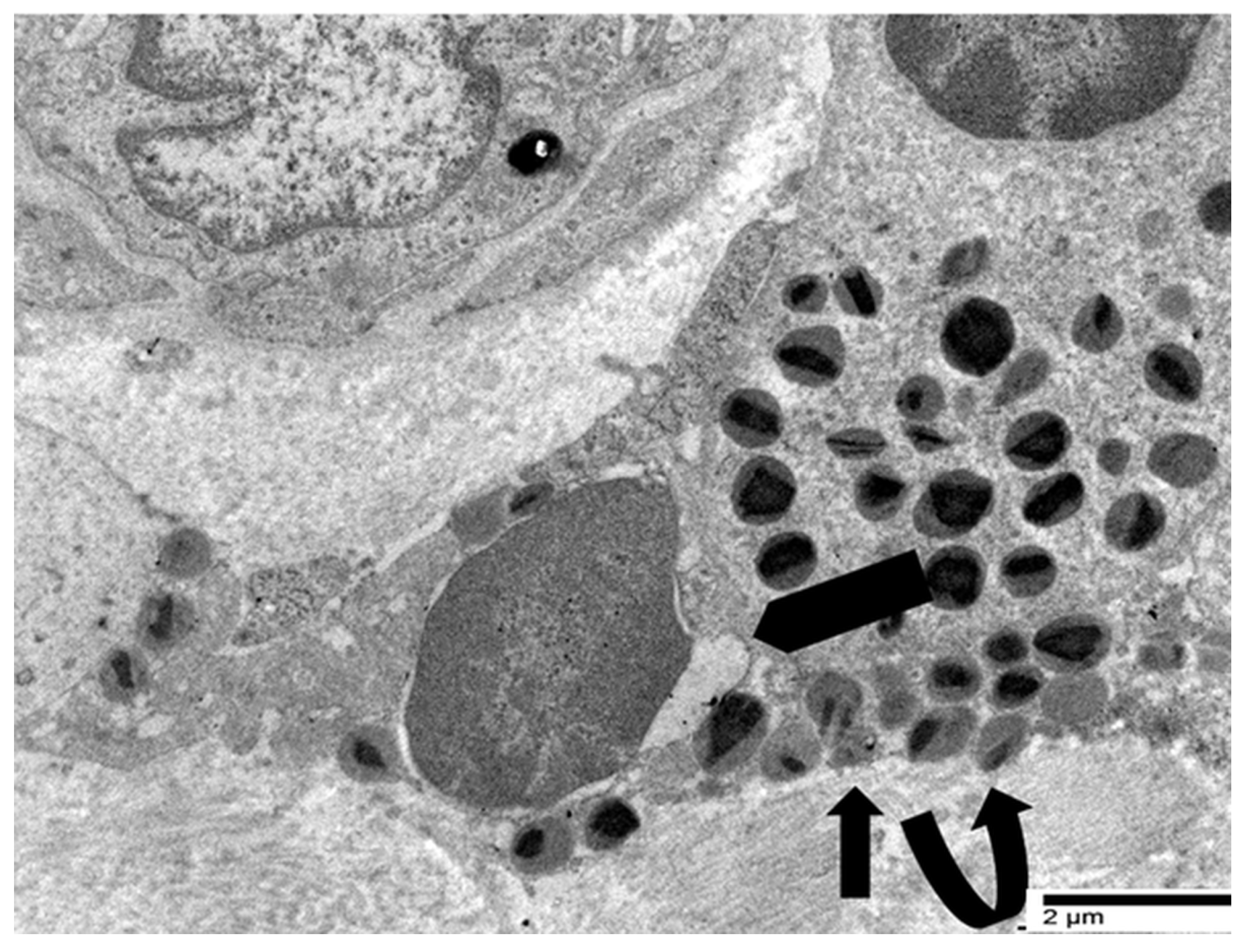Cancers 17 03250 g004 Cancers 17 03250 g004