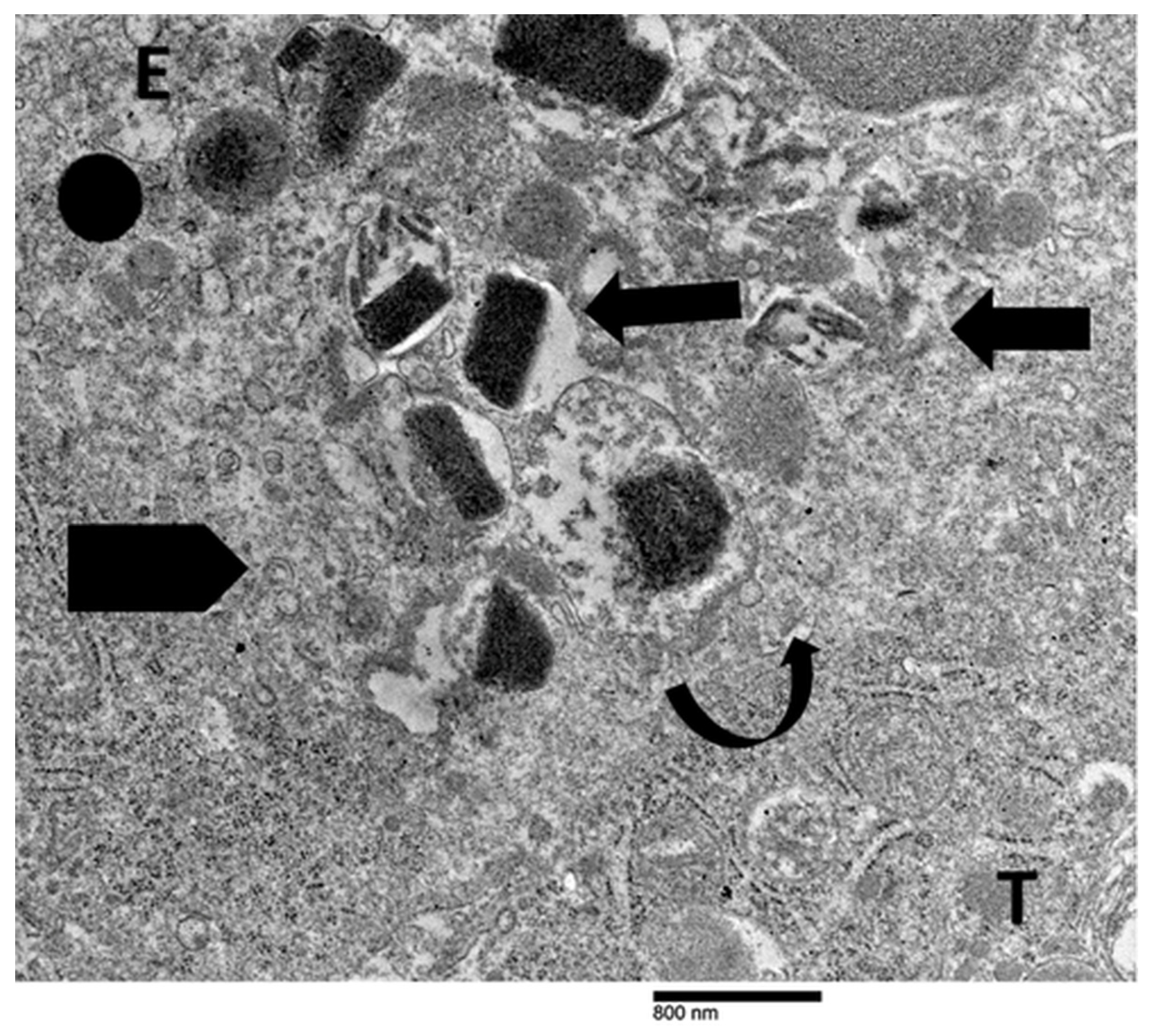 Cancers 17 03250 g007 Cancers 17 03250 g007
