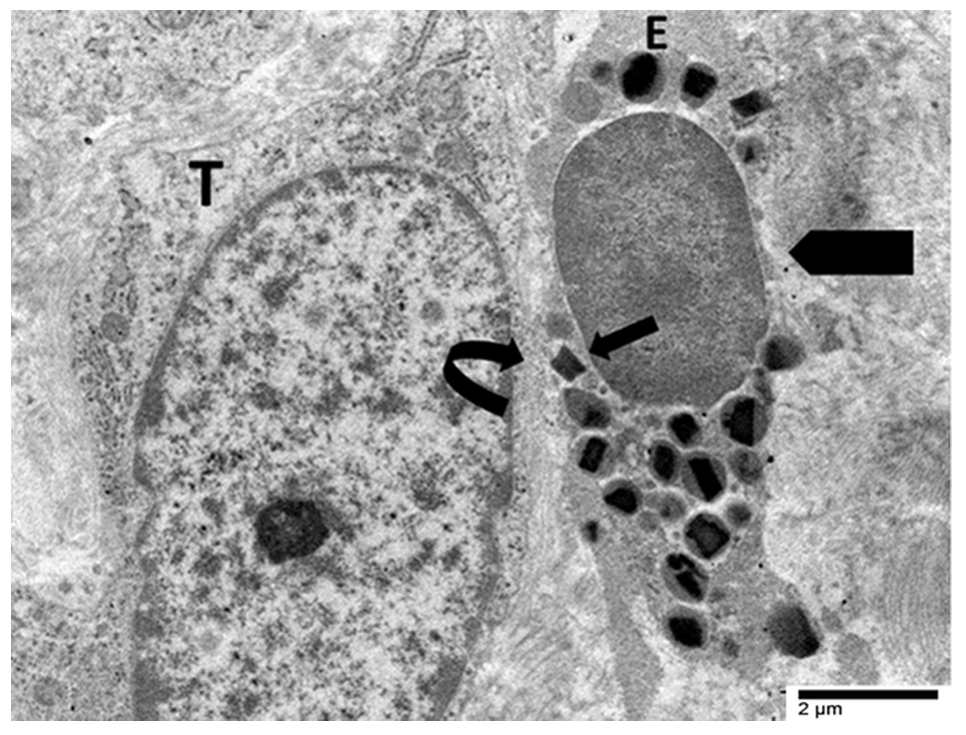 Cancers 17 03250 g008 Cancers 17 03250 g008