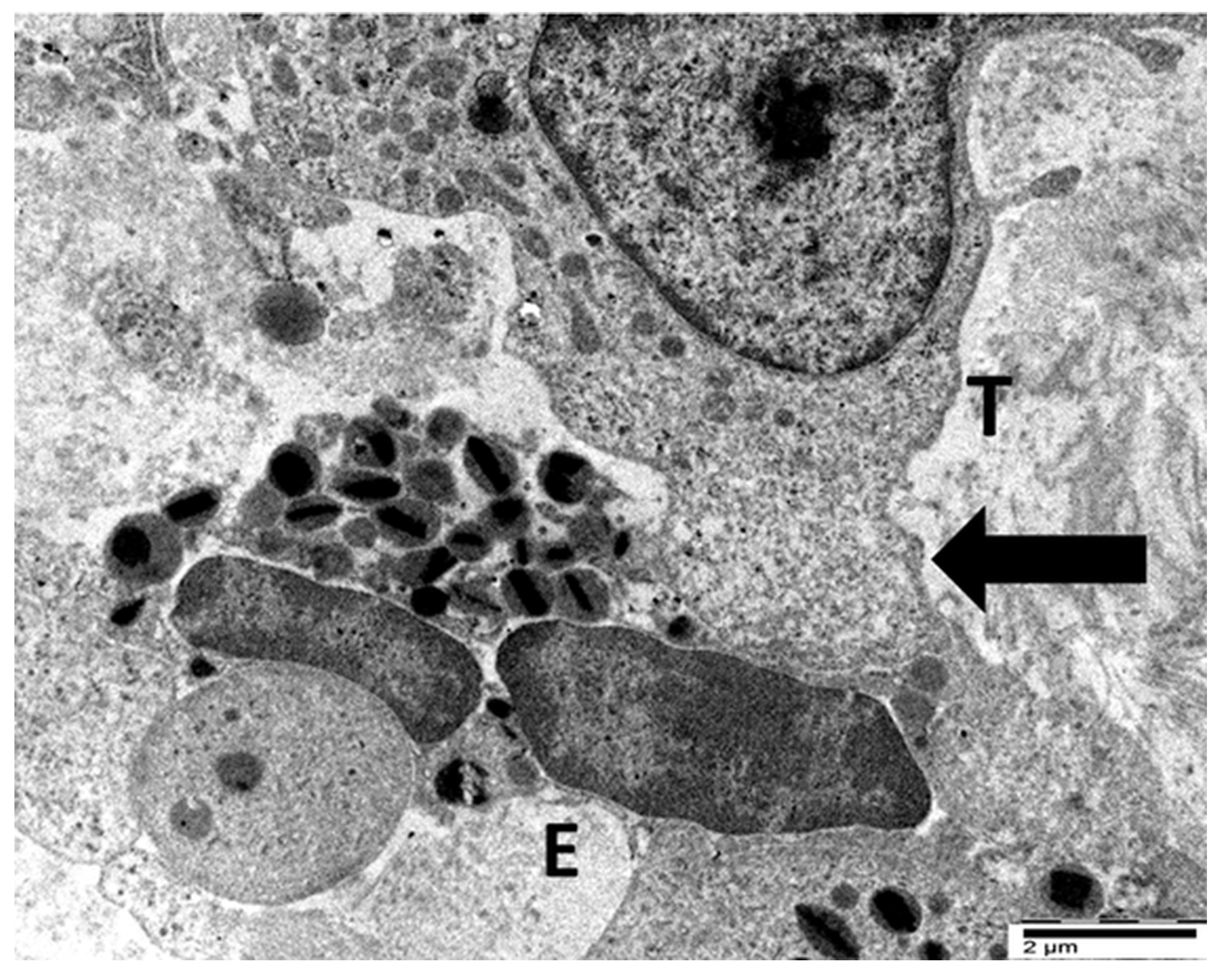 Cancers 17 03250 g009 Cancers 17 03250 g009