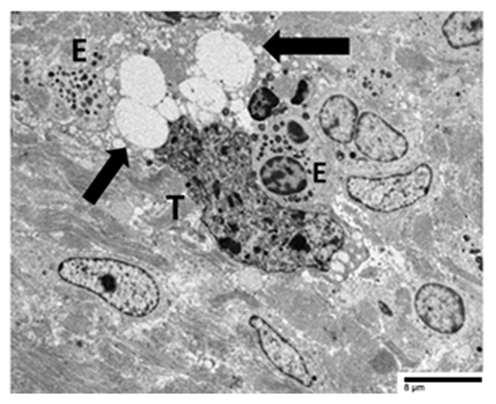 Cancers 17 03250 g010 Cancers 17 03250 g010