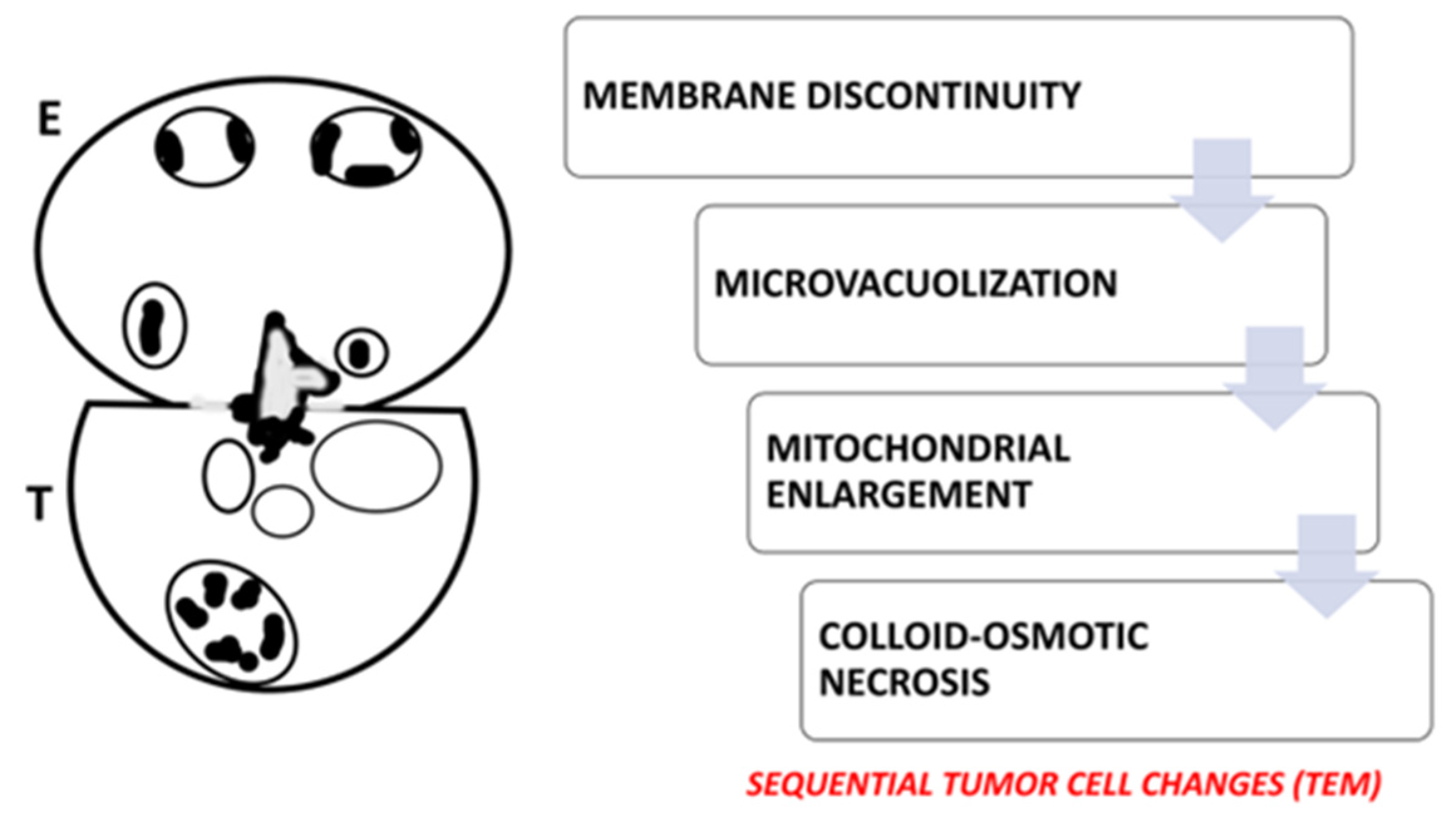 Cancers 17 03250 g011 Cancers 17 03250 g011
