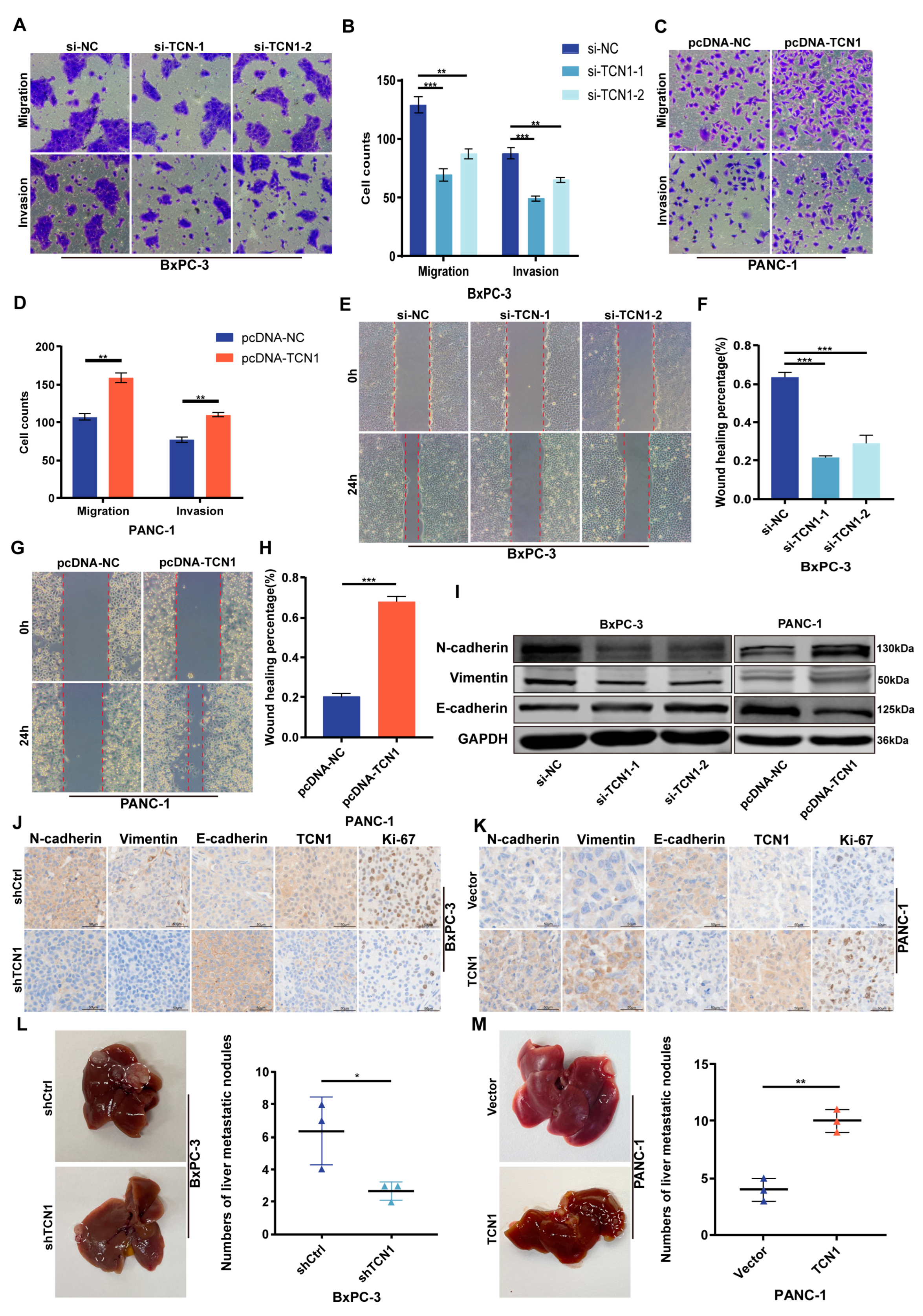 Cancers 17 03300 g003