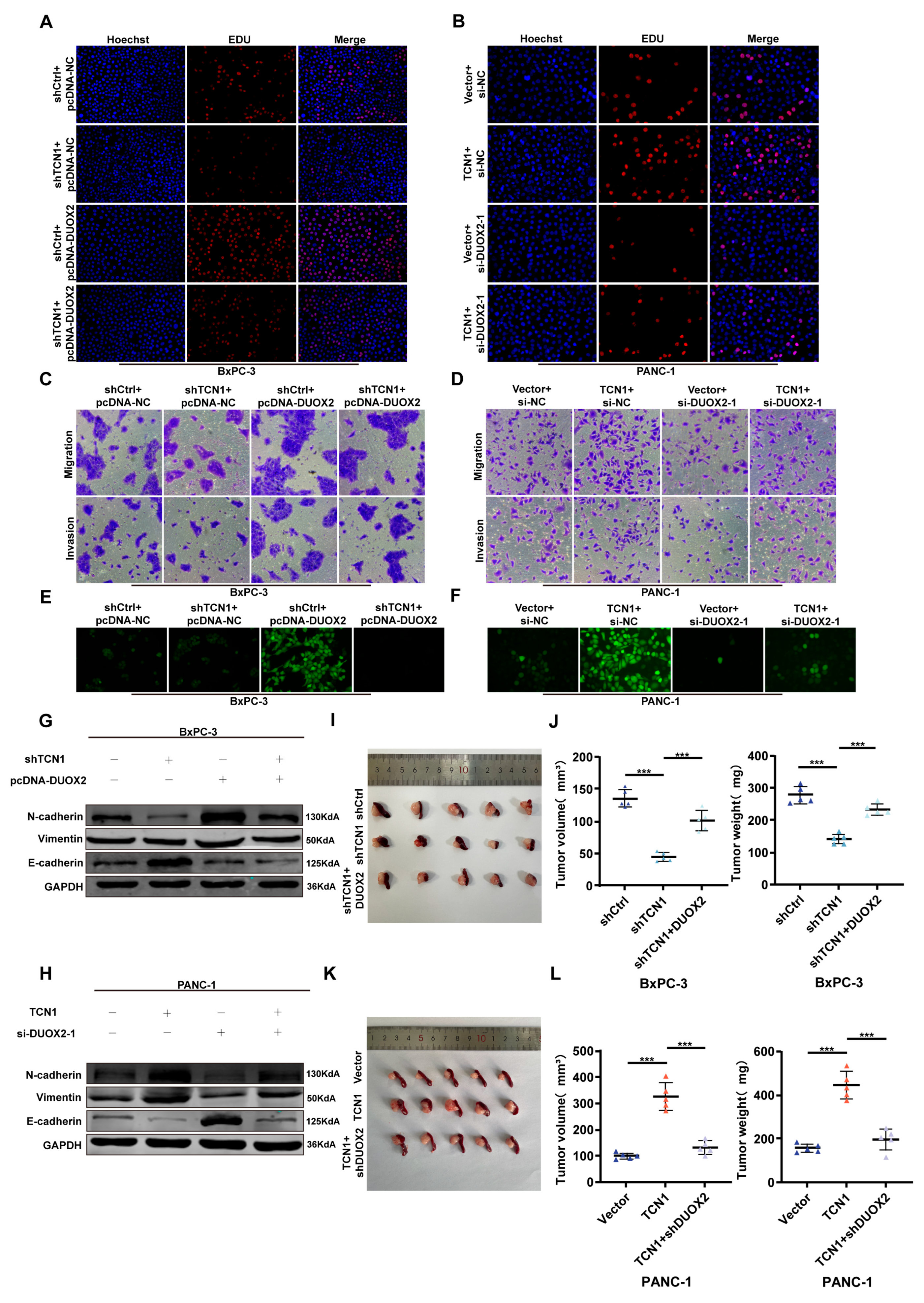 Cancers 17 03300 g005