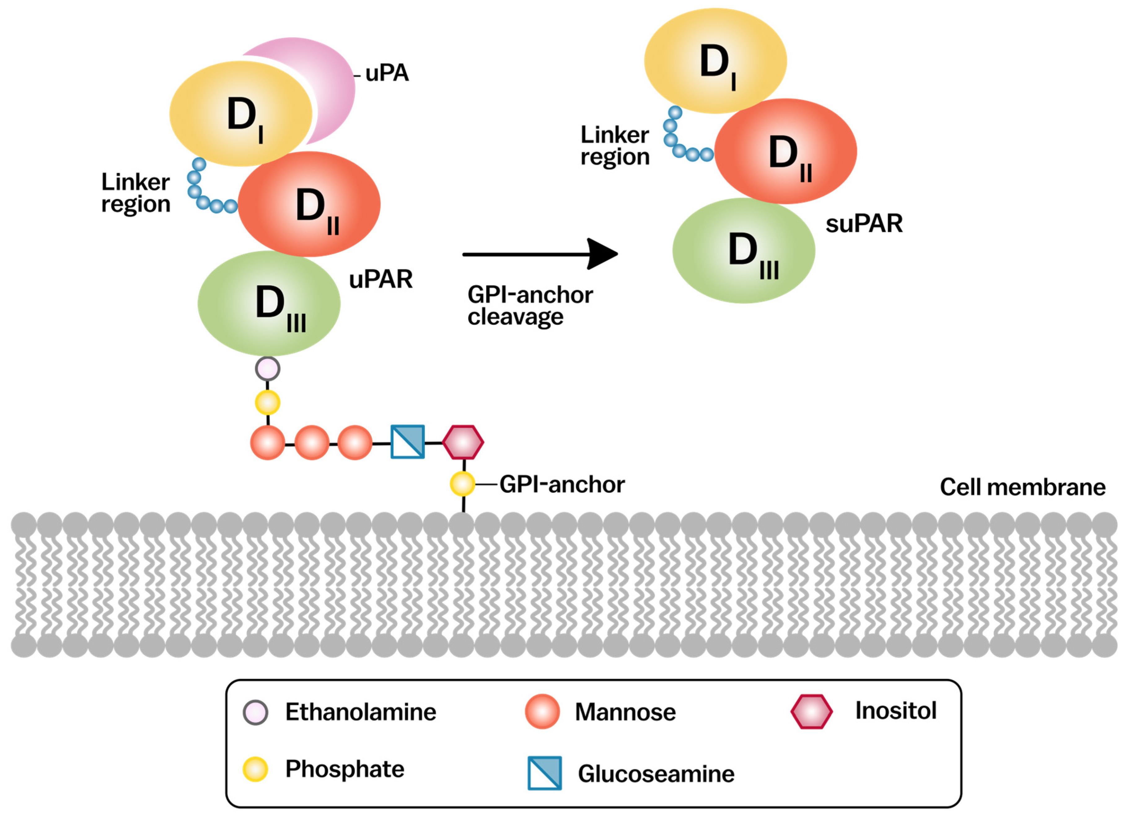 Cancers 17 03309 g002 Cancers 17 03309 g002
