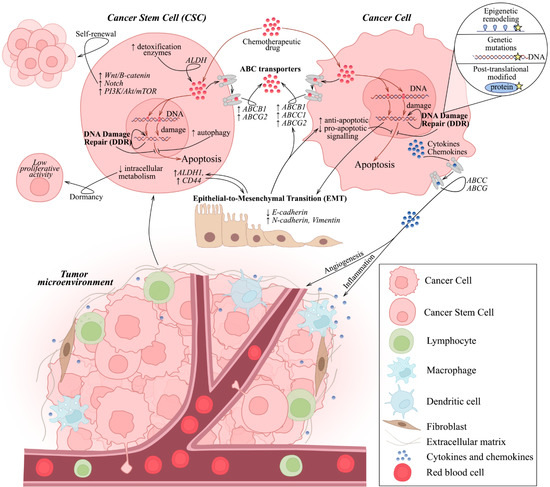フォーカス Epistemology of the Origin of Cancer III: Fundamentals of How