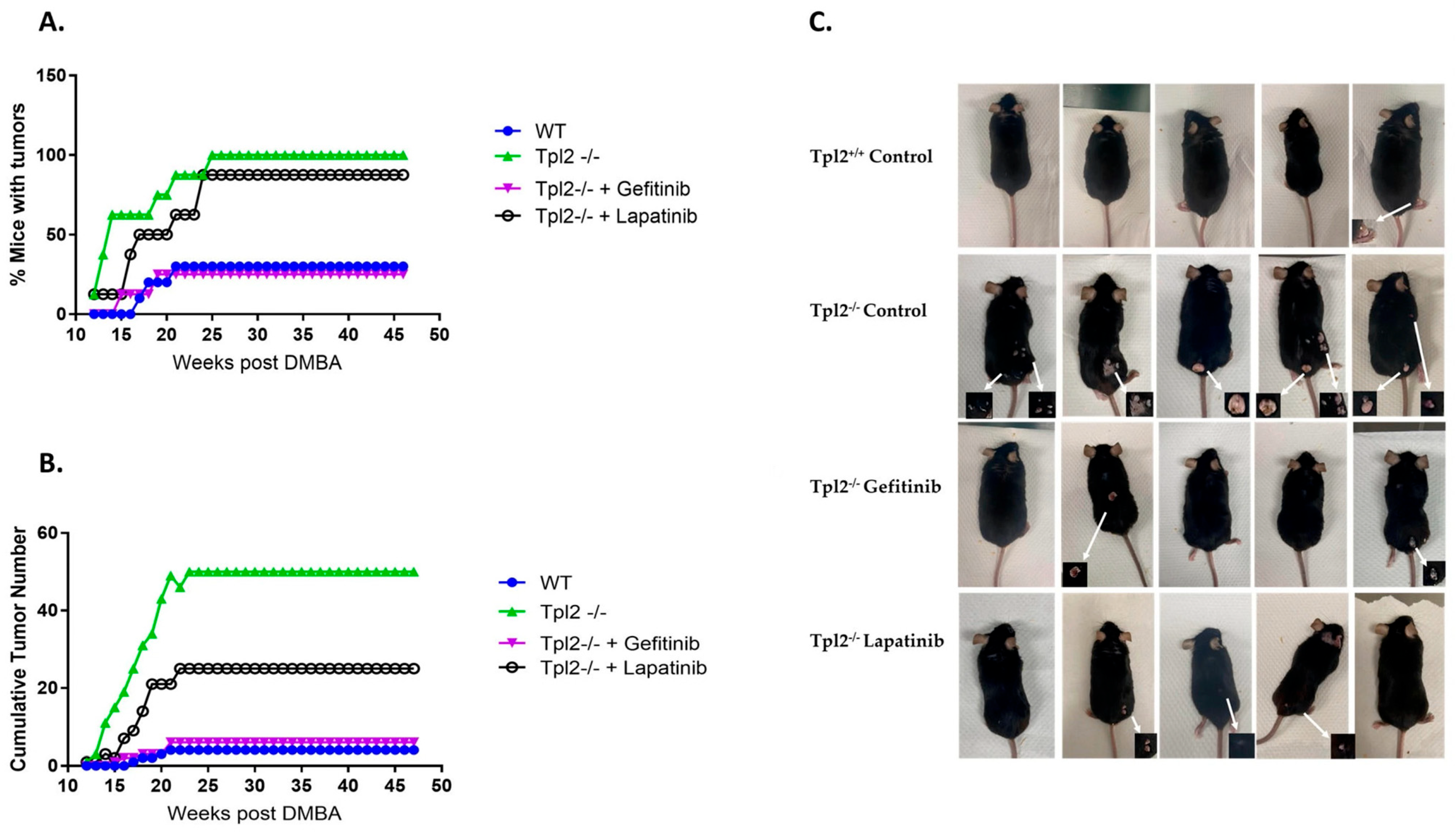 Cancers 17 03362 g003