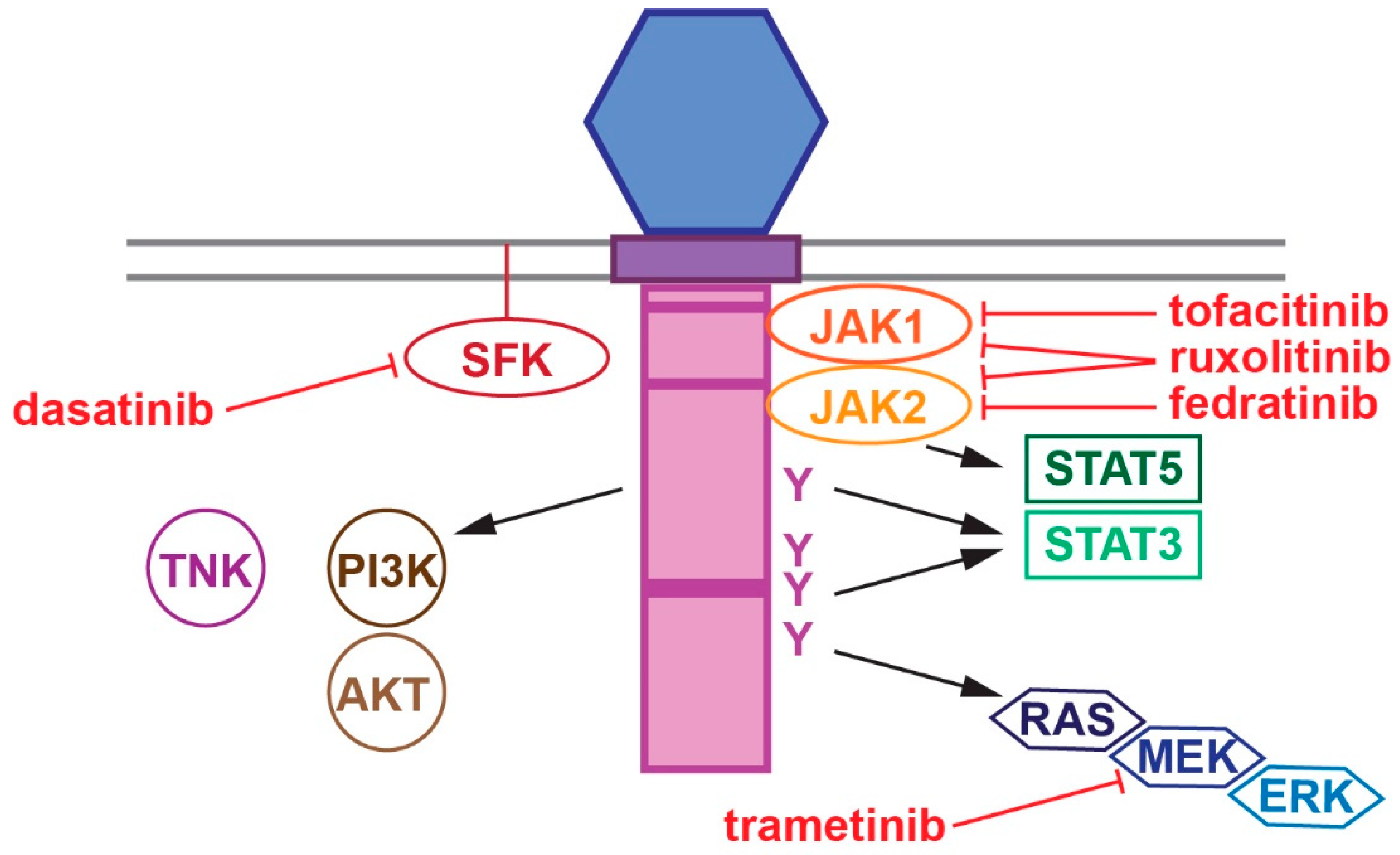 Cancers 17 03378 g002