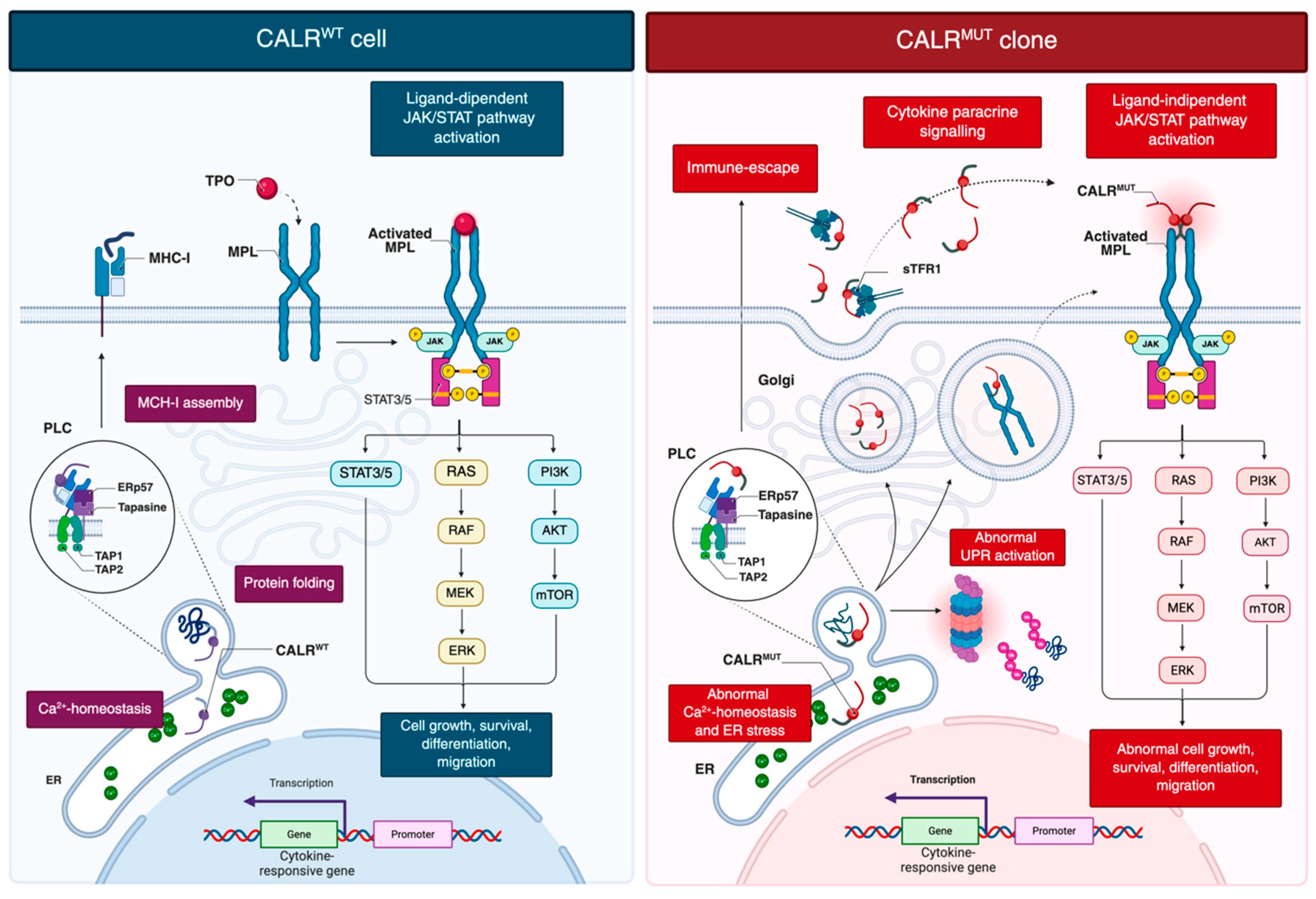 Cancers 17 03397 g001