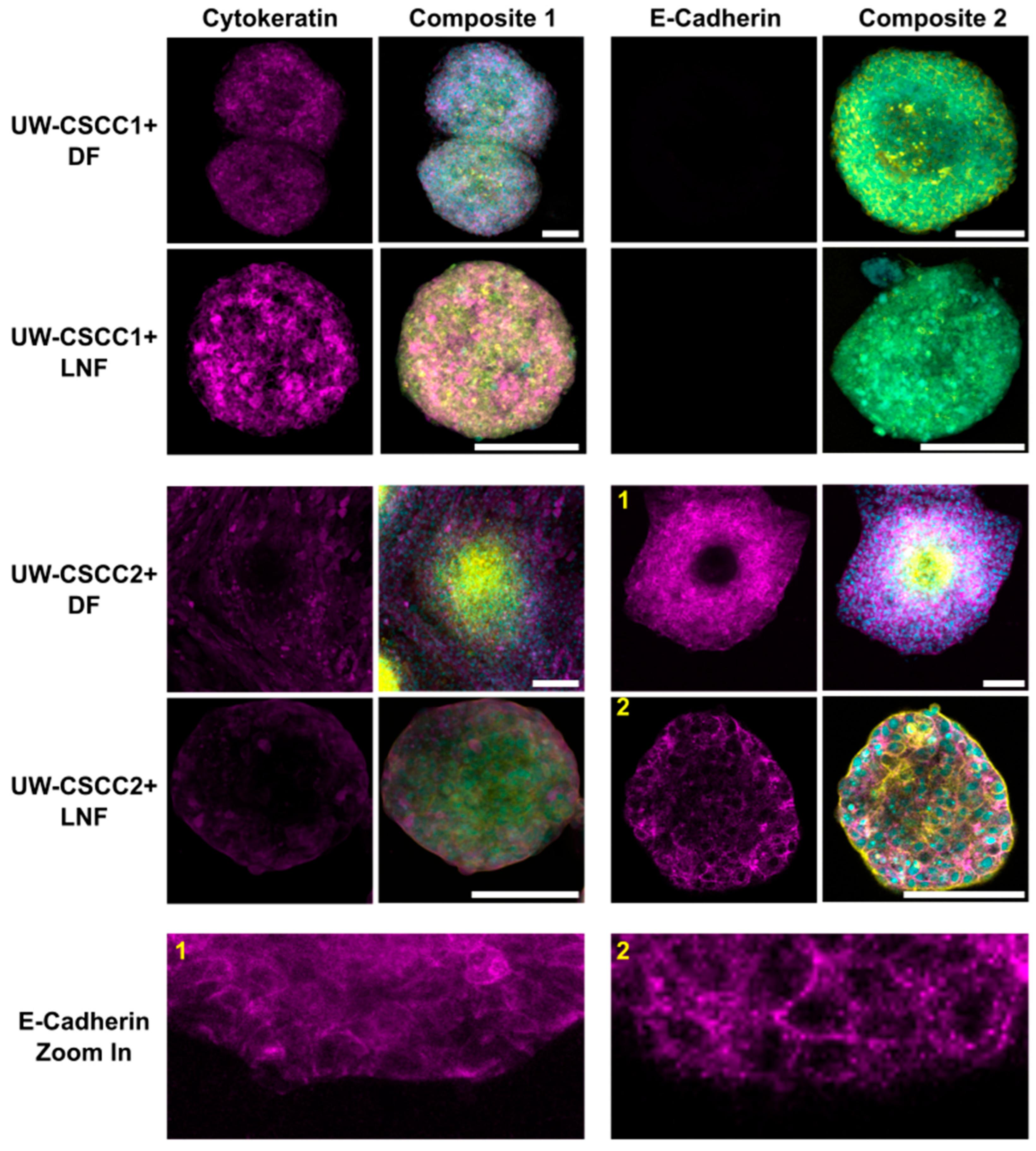 Cancers 17 03399 g003 Cancers 17 03399 g003